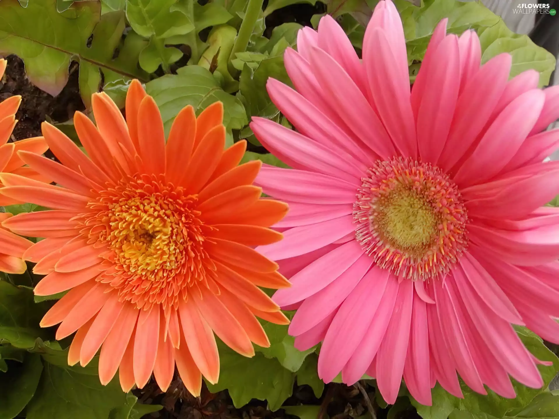 gerberas, Leaf