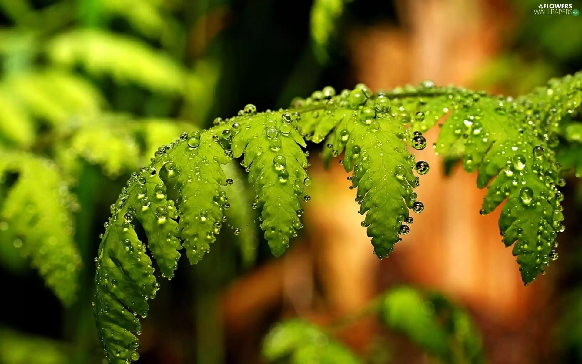 Green, fern, Close, leaf