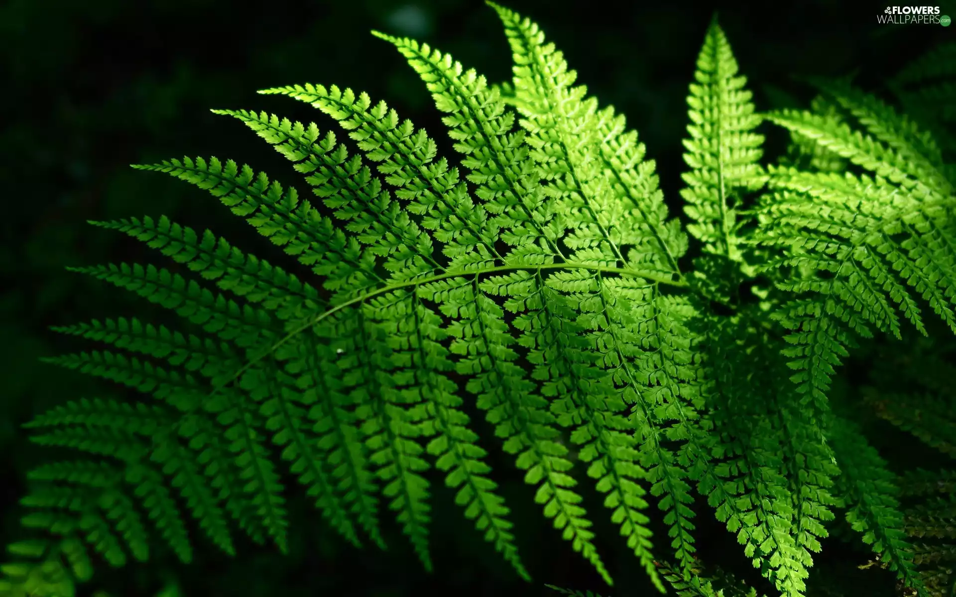 leaf, Fern, Green