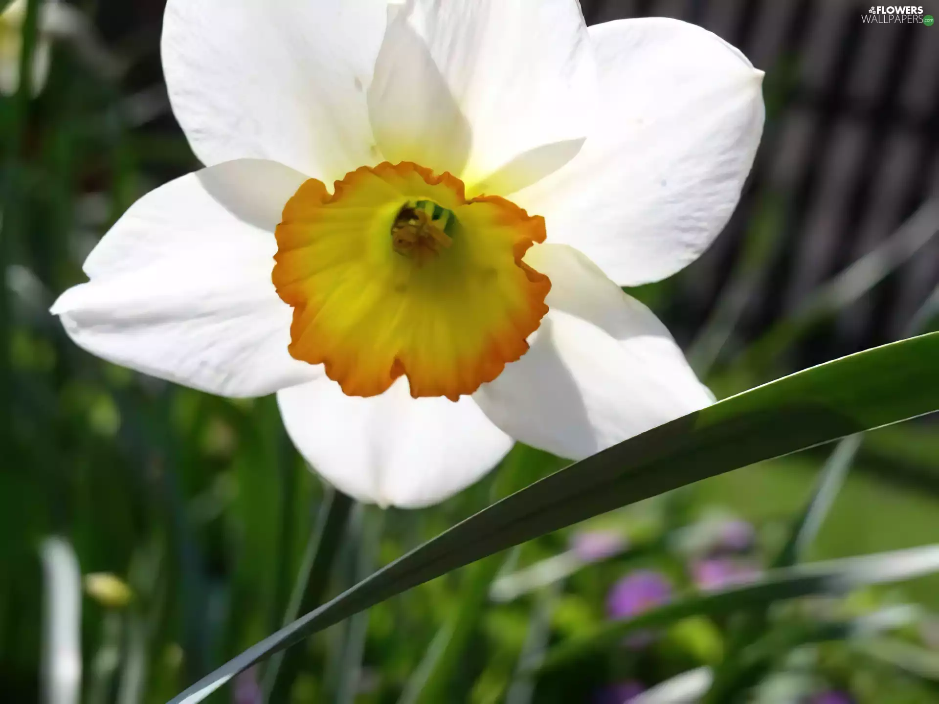 leaf, narcissus, Green