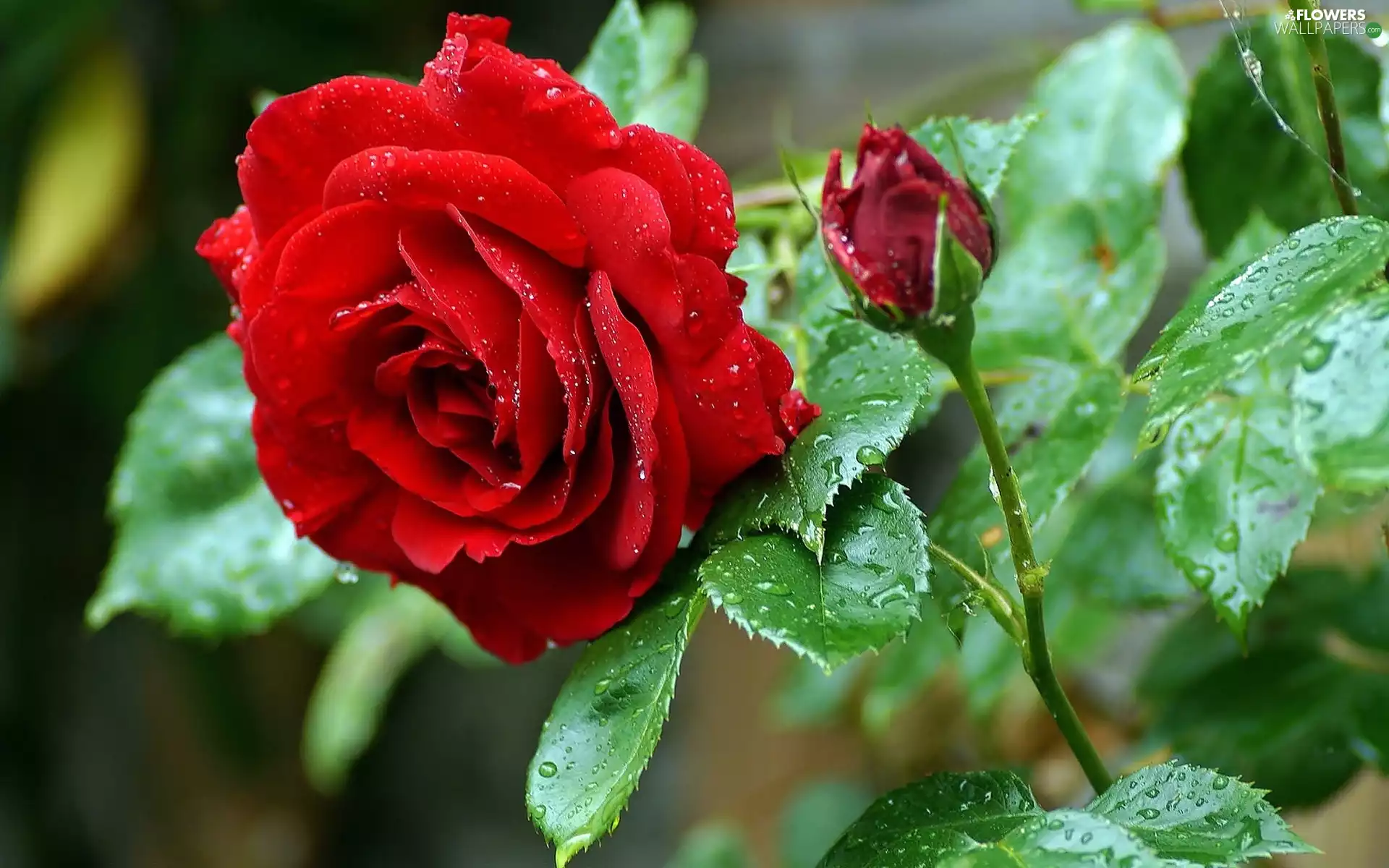 drops, rain, rose, Leaf, red hot