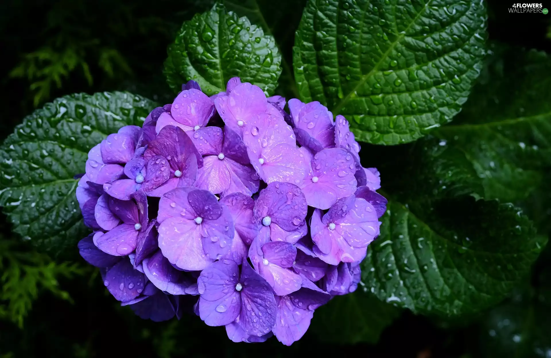 hydrangea, rainy, drops, Leaf