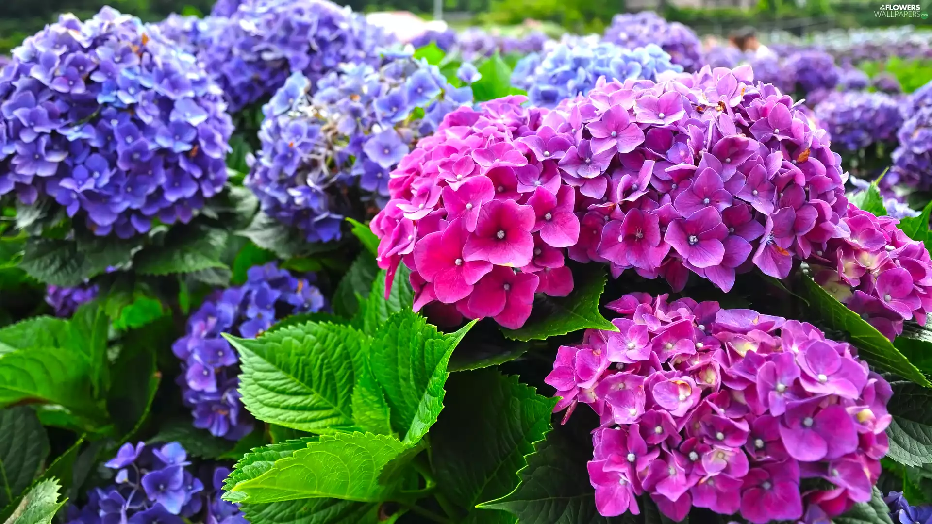 Leaf, Flowers, hydrangeas