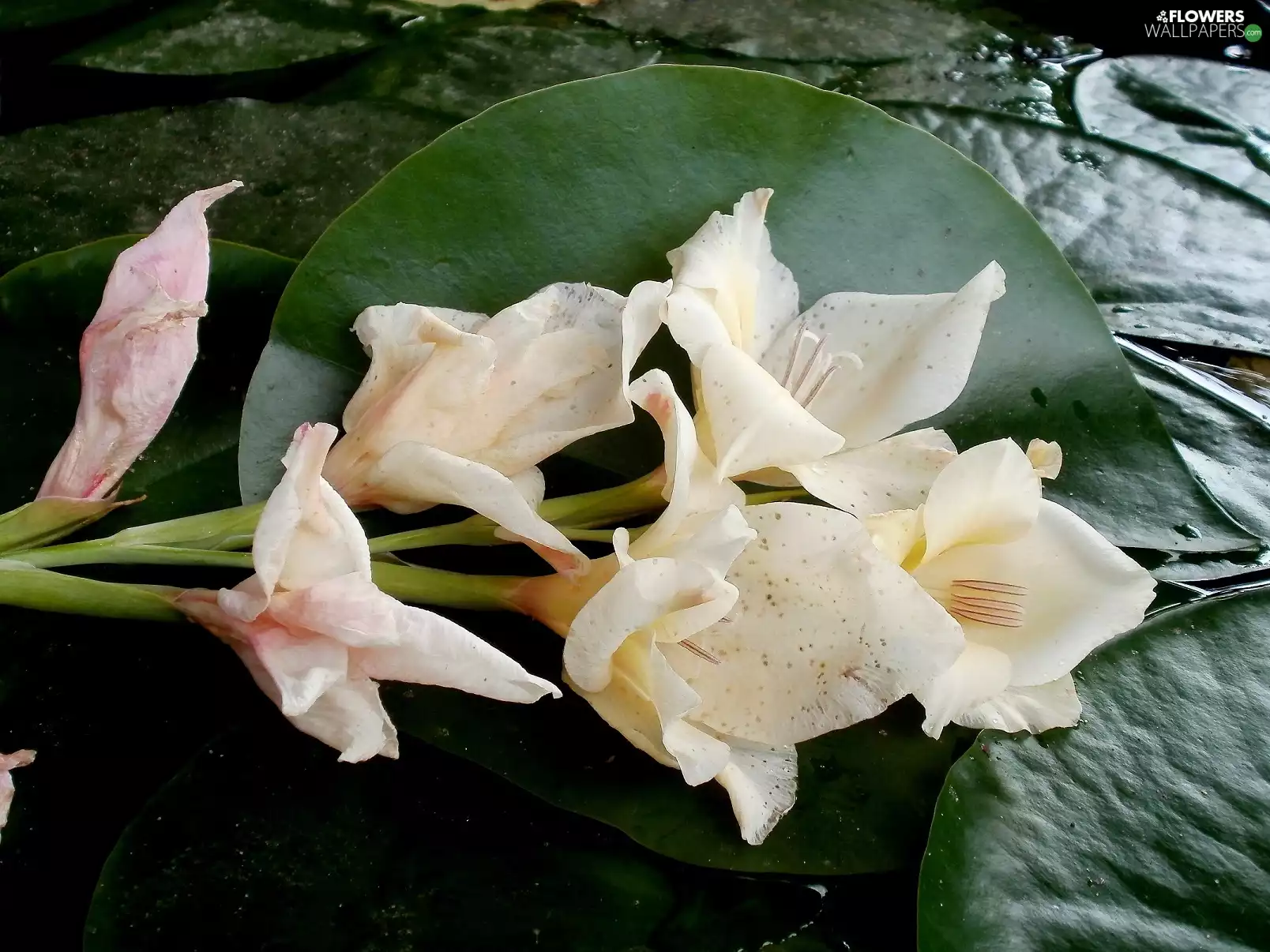 gladiolus, Leaf
