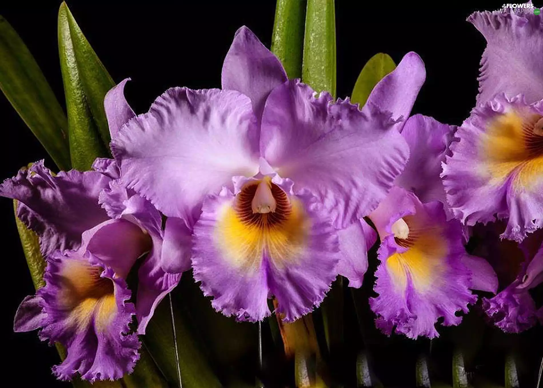 Leaf, purple, Irises