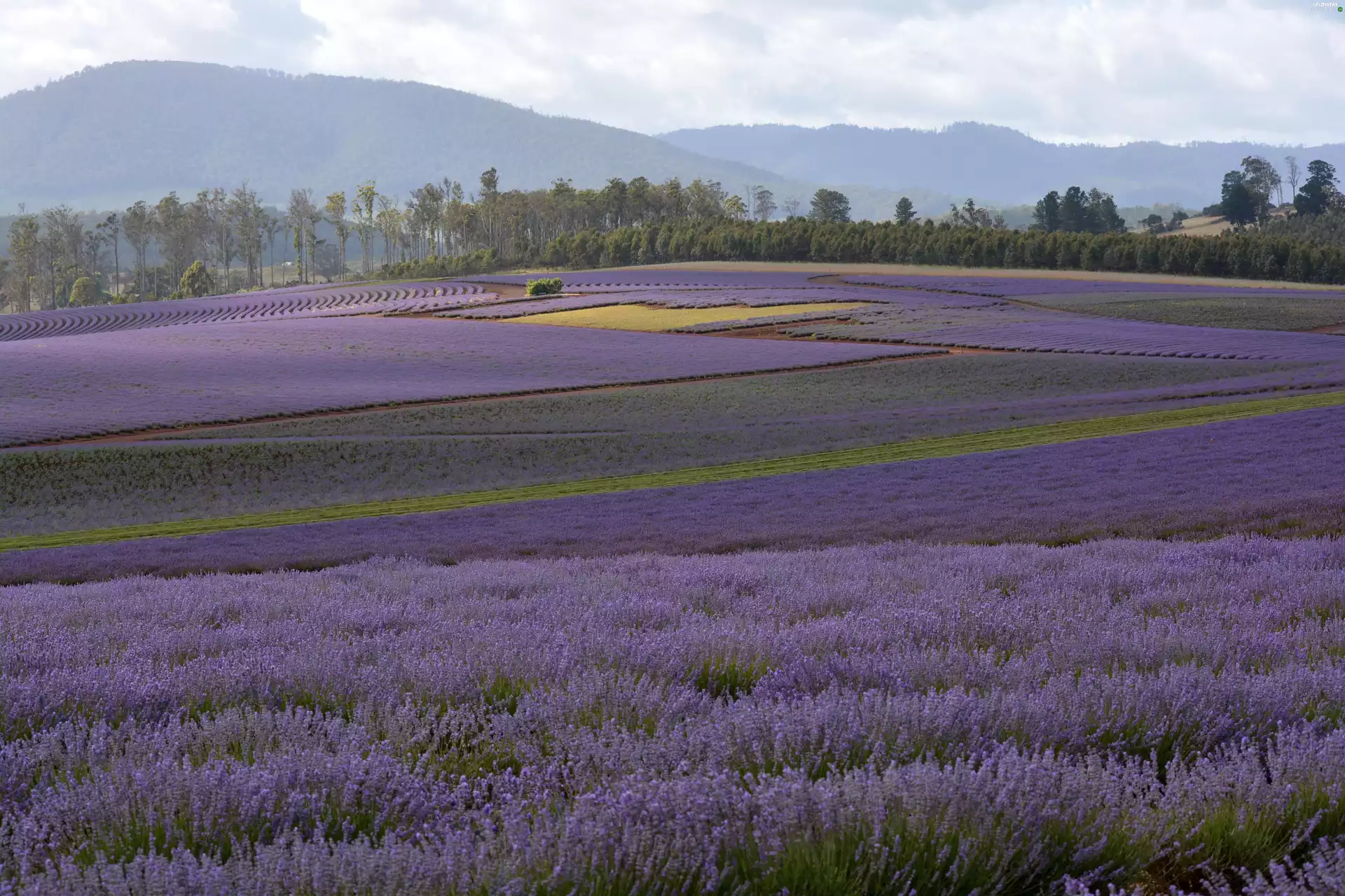 Narrow-Leaf Lavender, lavender, field