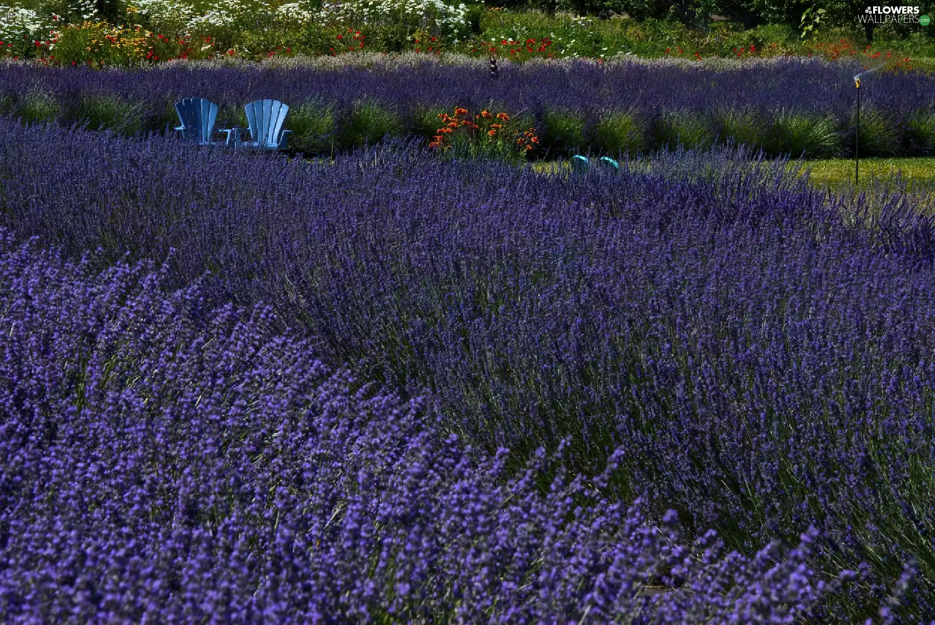 Narrow-Leaf Lavender, Field, seats
