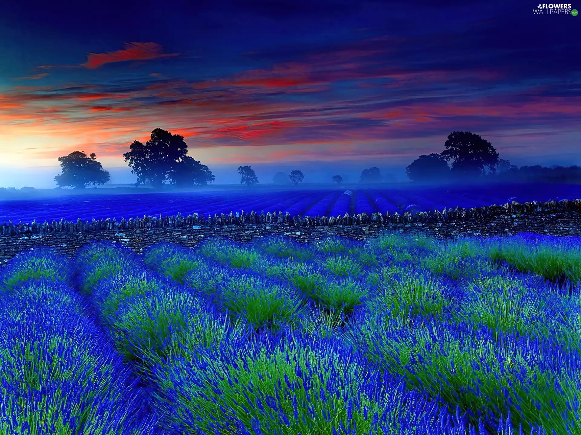 Narrow-Leaf Lavender, west, sun