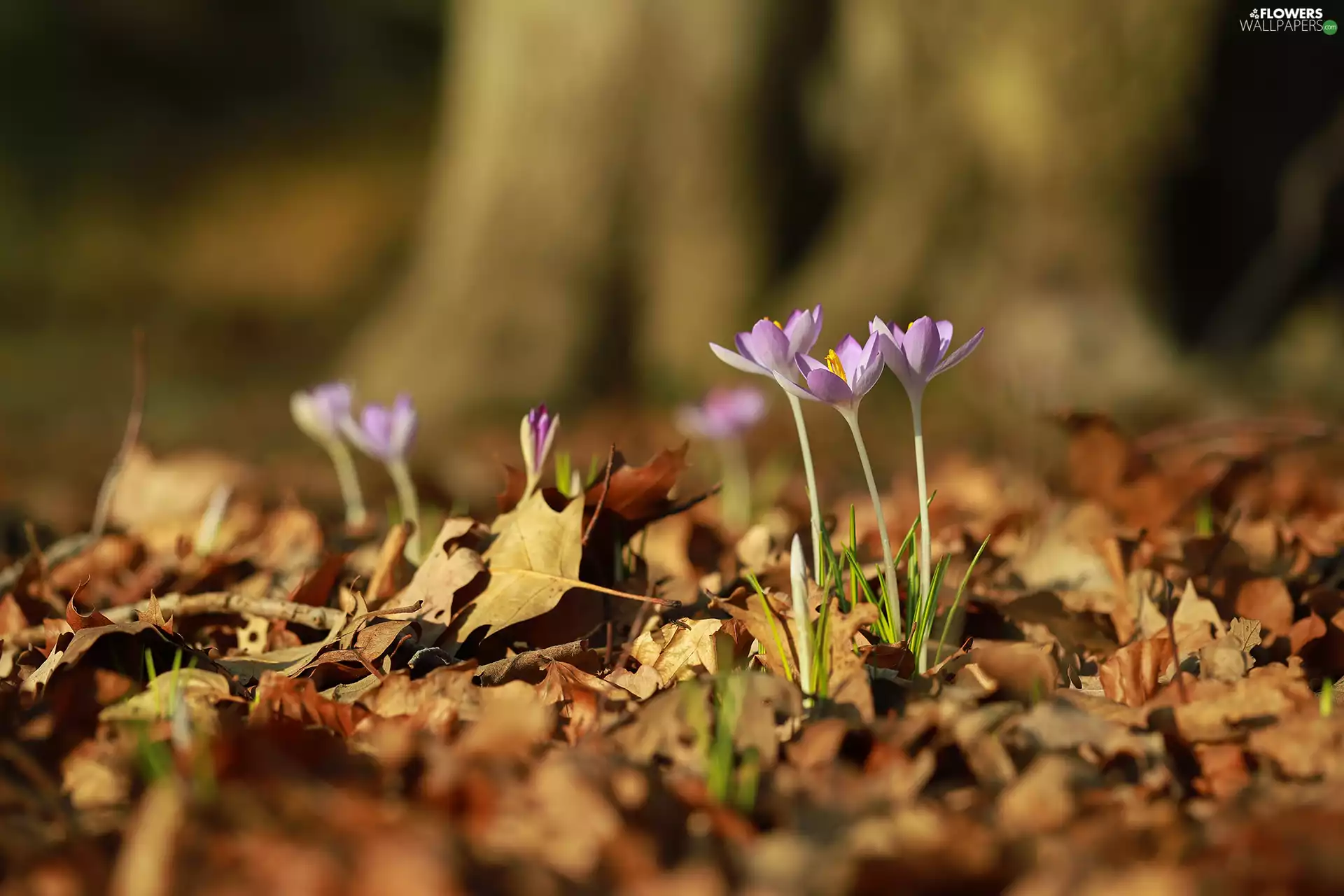 dry, Leaf, lilac, Flowers, crocuses