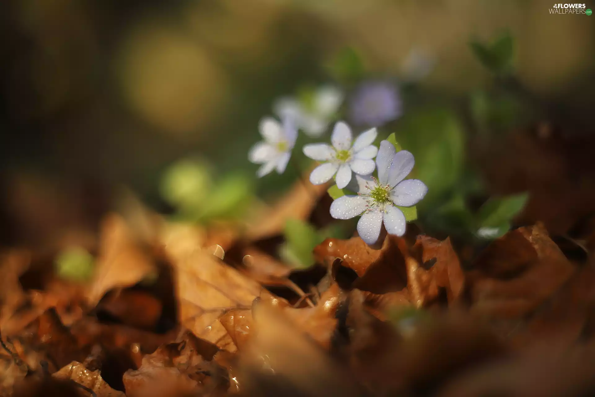 dry, Leaf, lilac, Flowers, Liverworts