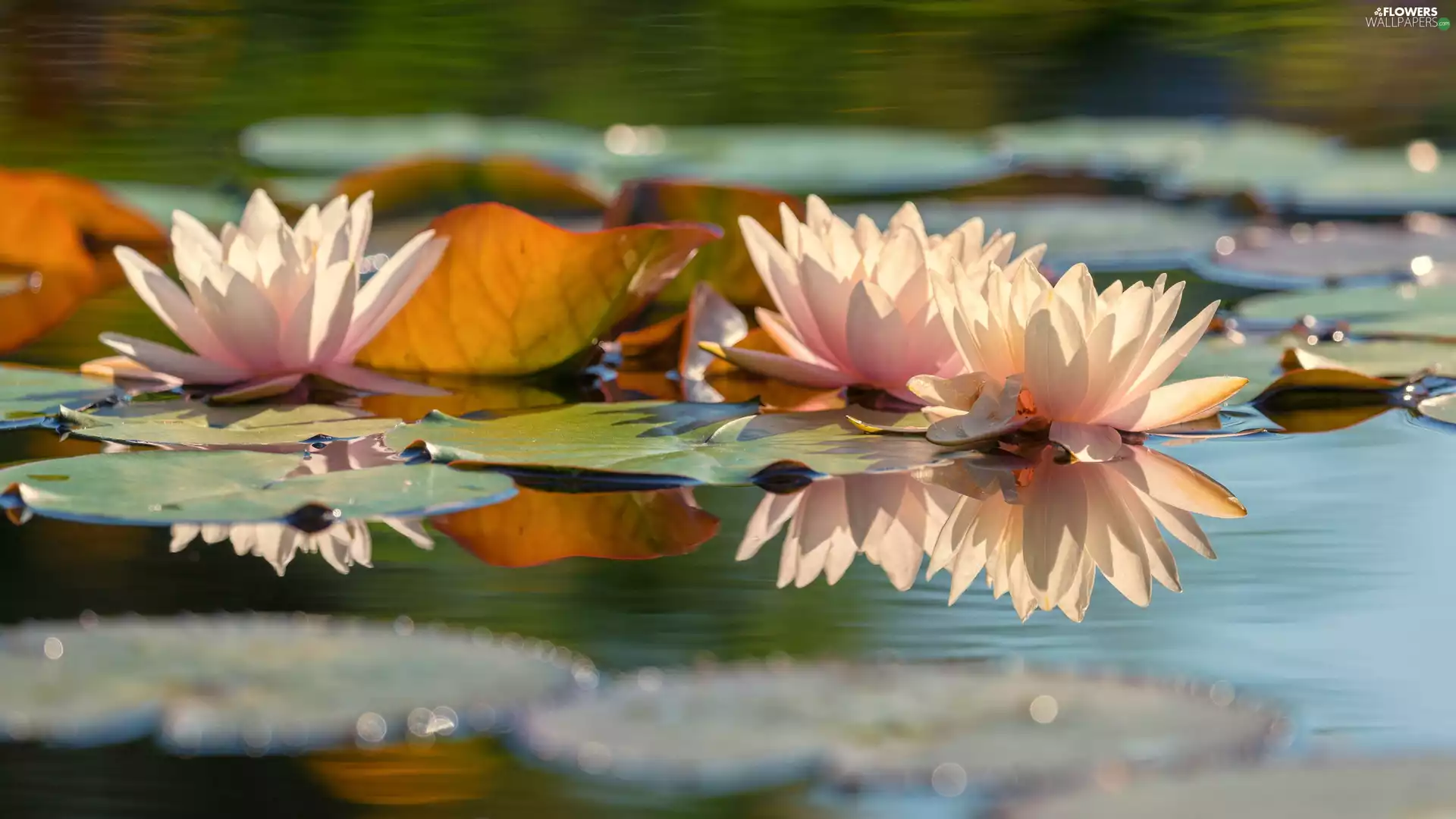 Light pink, water, Leaf, Water lilies