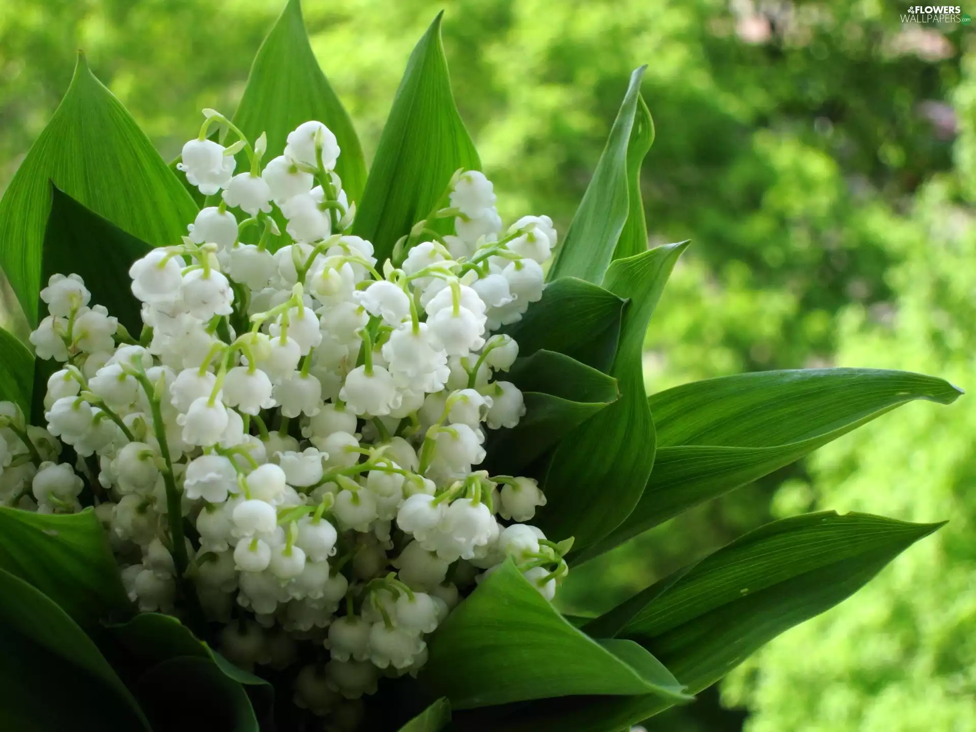 lilies, Leaf