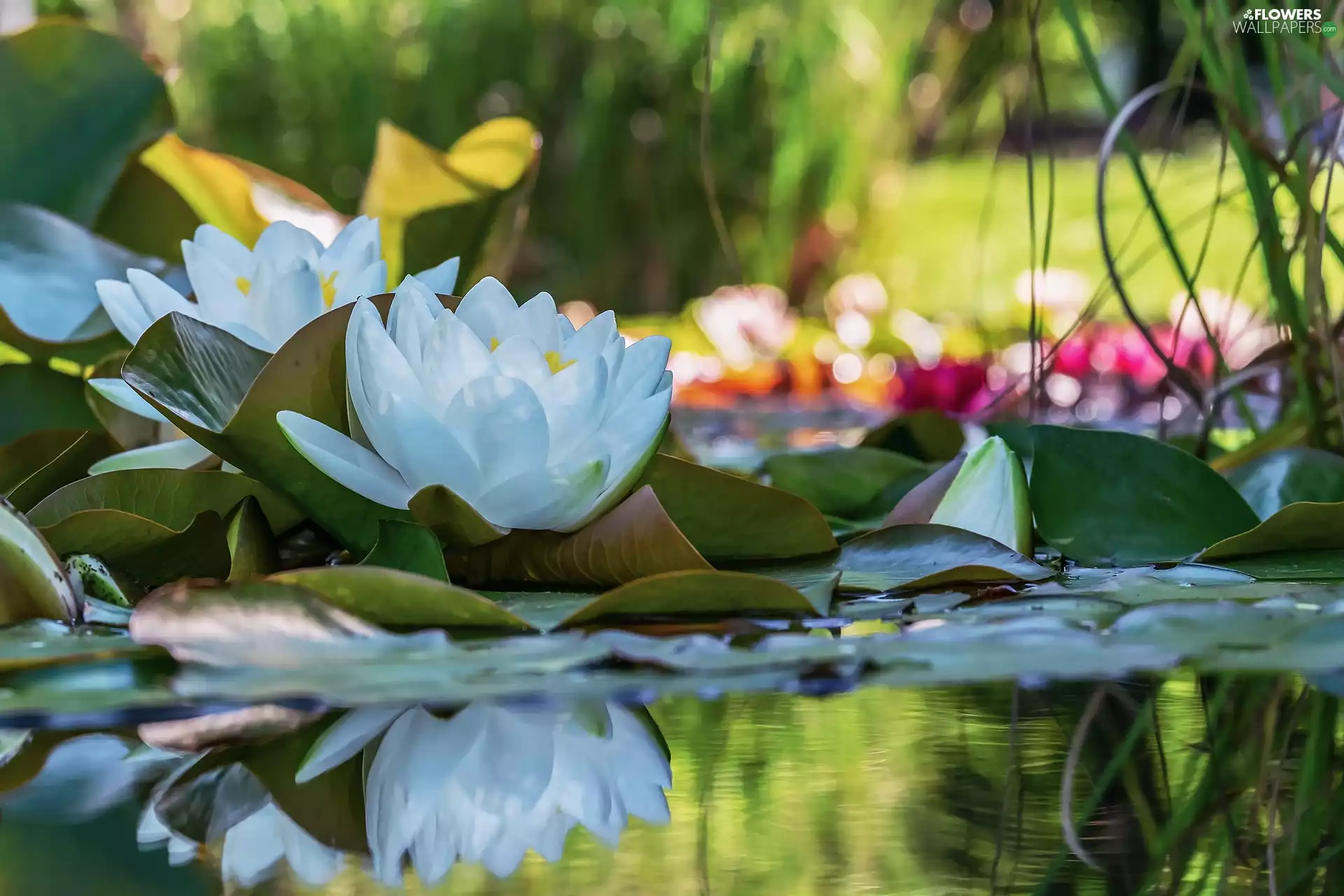 White, Water lily, Leaf, water-lily