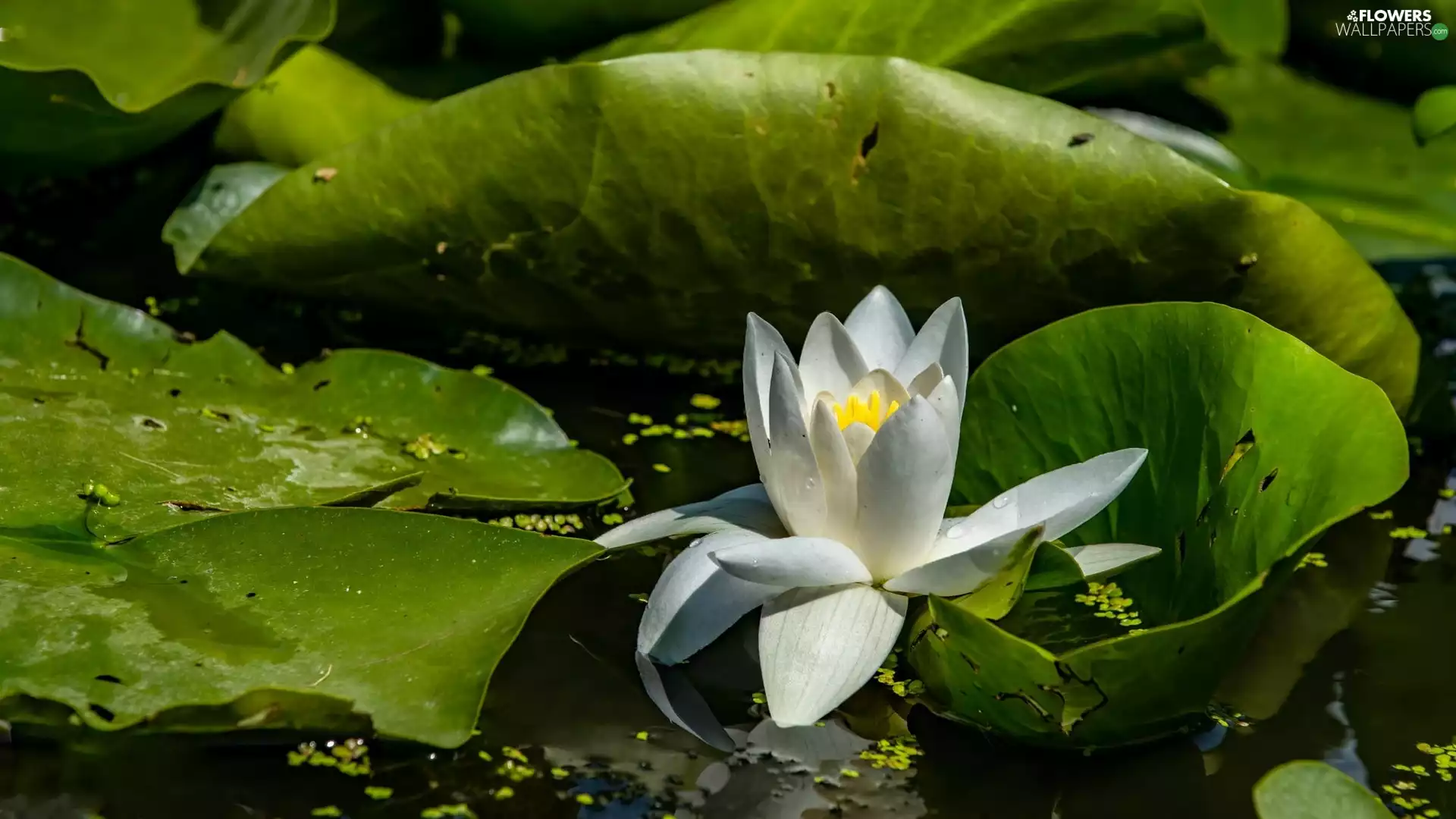 White, green ones, Leaf, water-lily