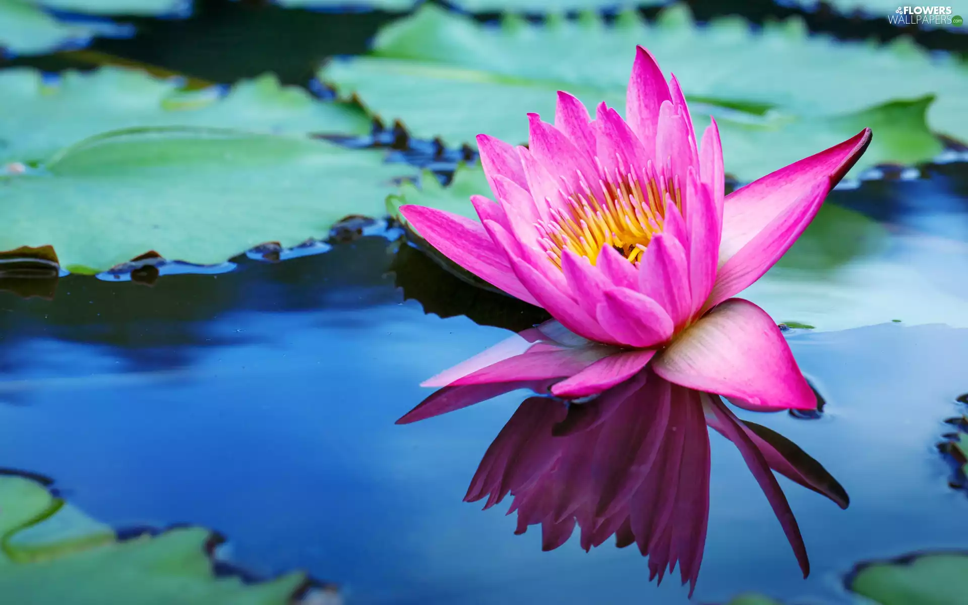 Colourfull Flowers, Pink, Leaf, water-lily