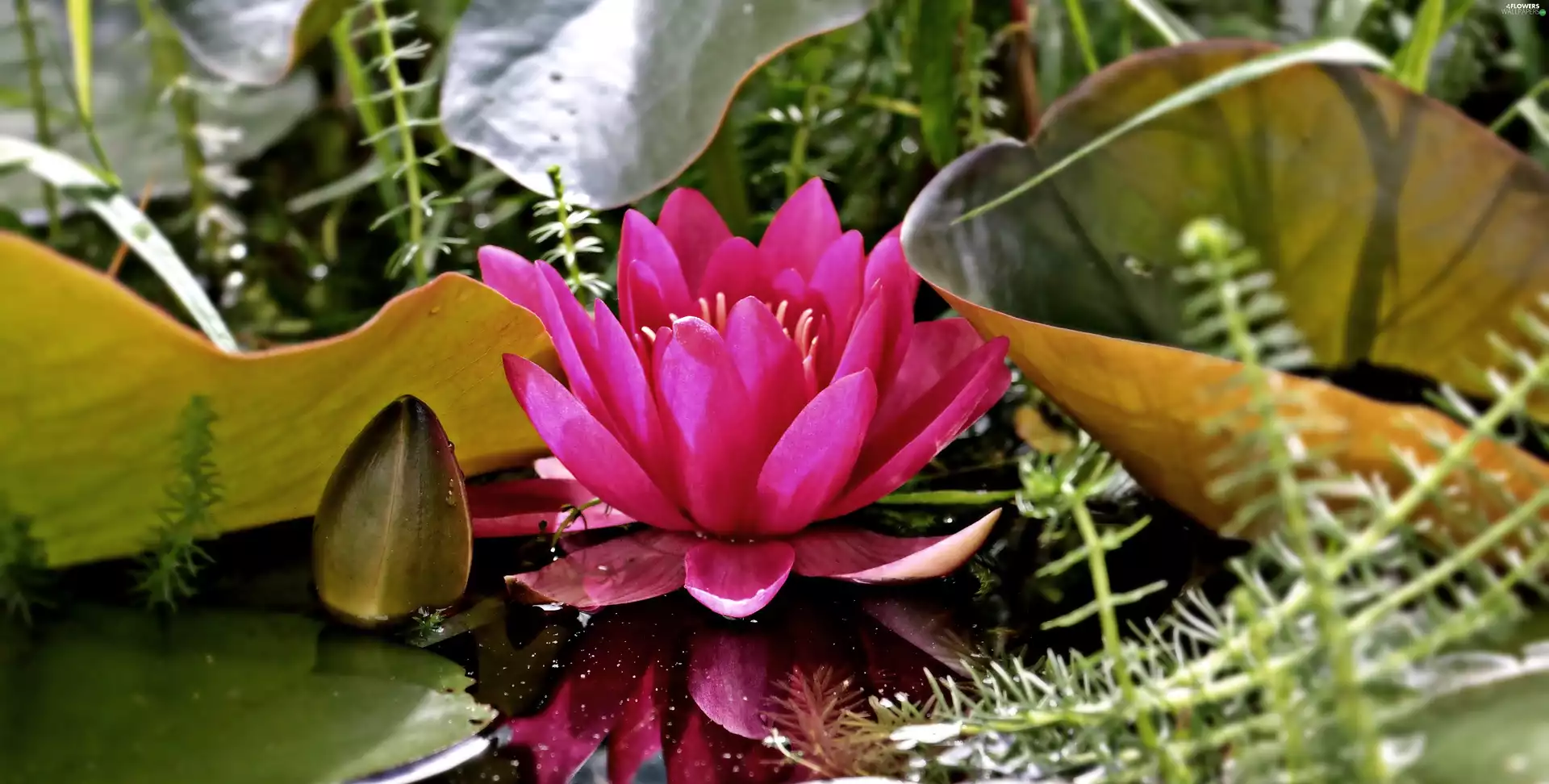 Colourfull Flowers, Plants, Leaf, water-lily