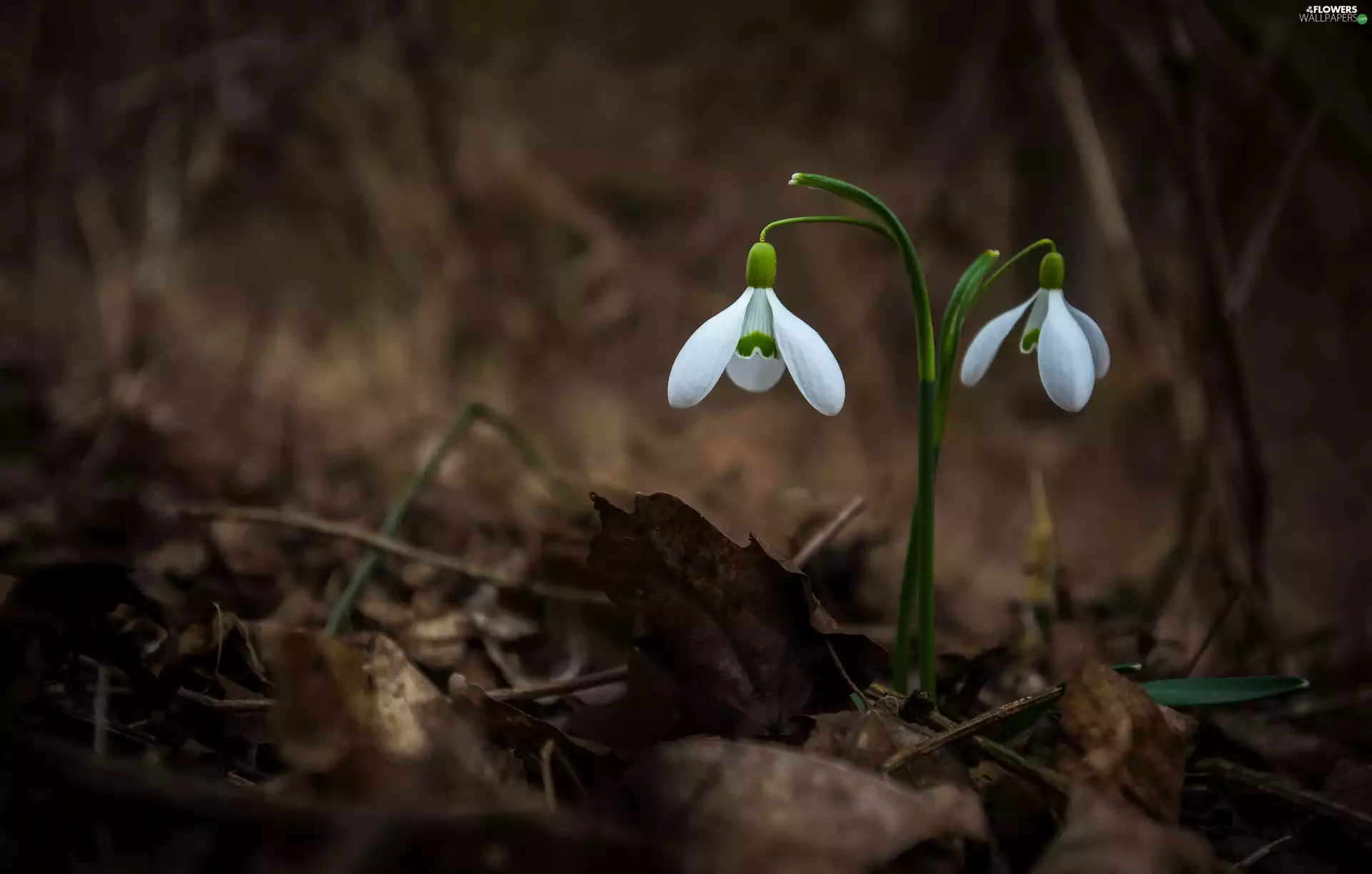 Leaf, snowdrops, litter