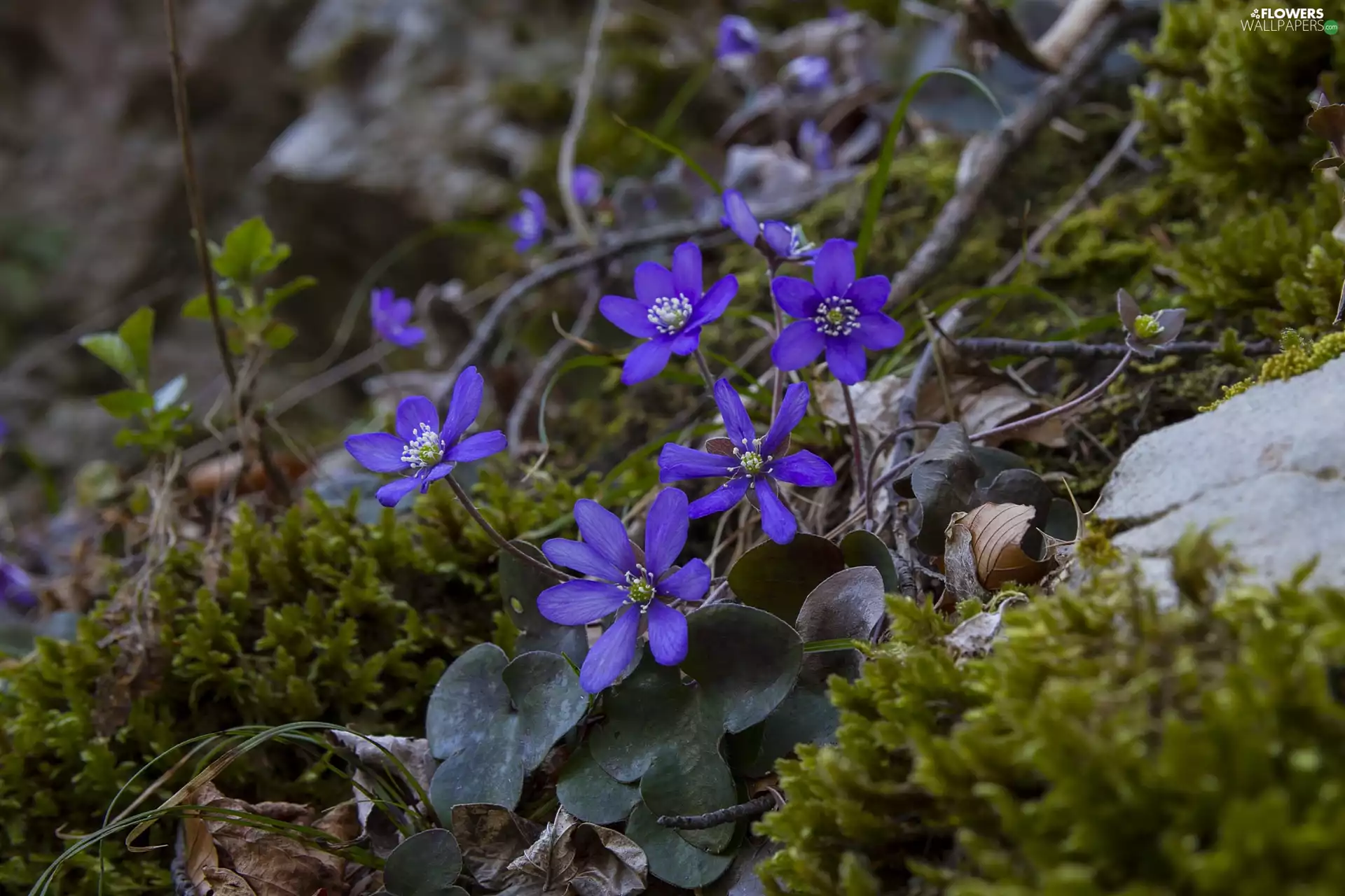 Moss, Leaf, Liverworts, cluster, Flowers