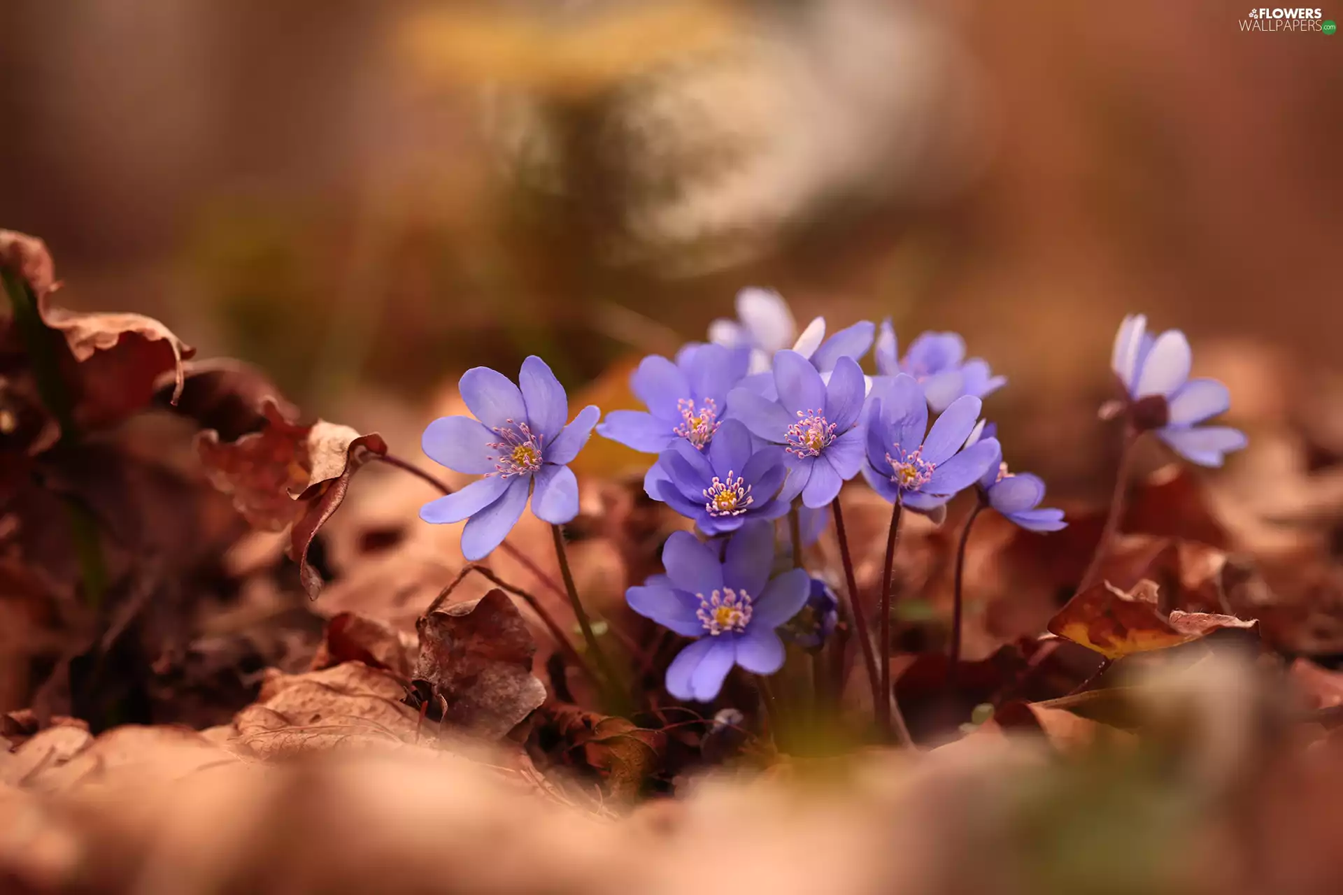 Liverworts, purple, Flowers, Leaf