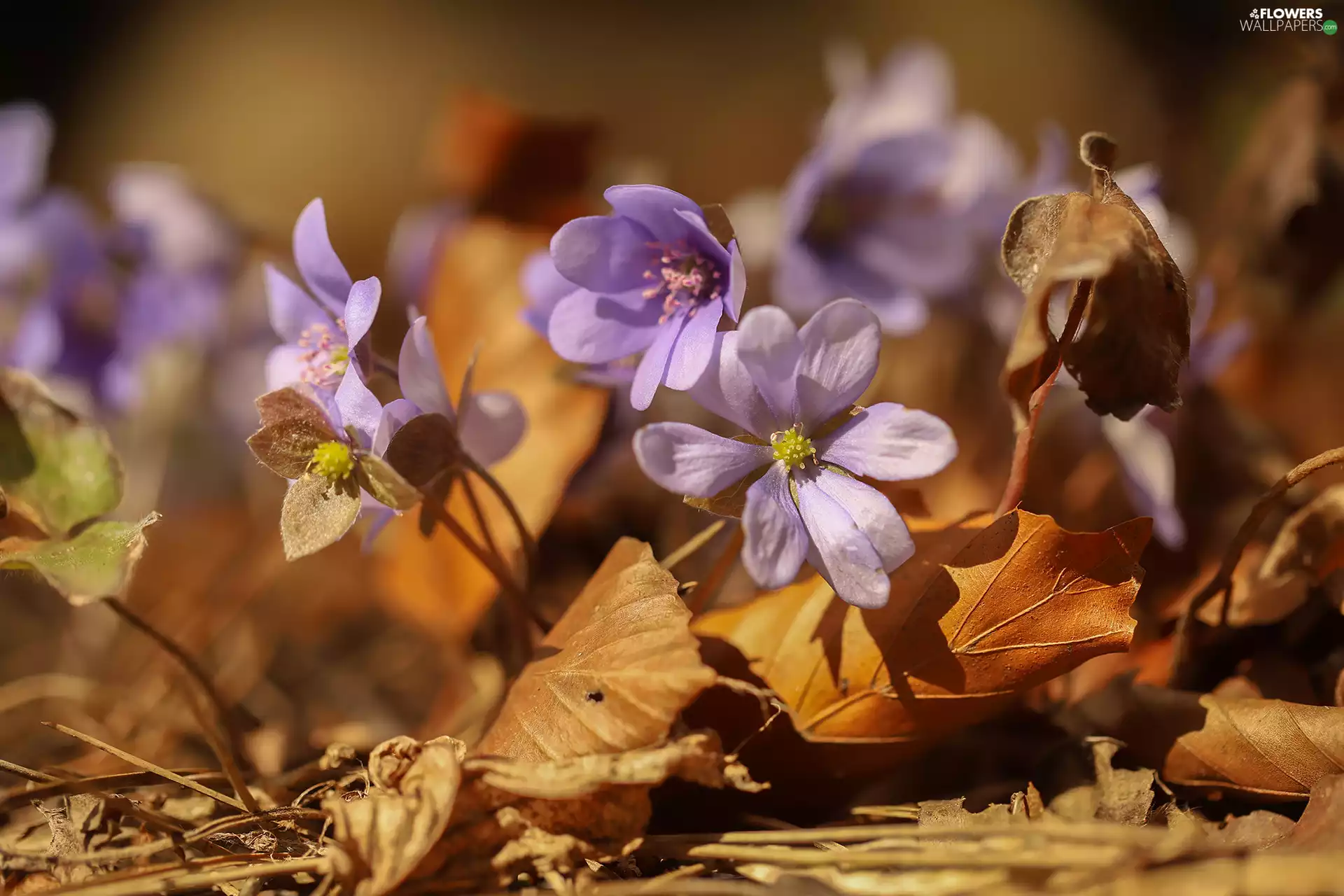 dry, Leaf, Liverworts, Flowers, lilac