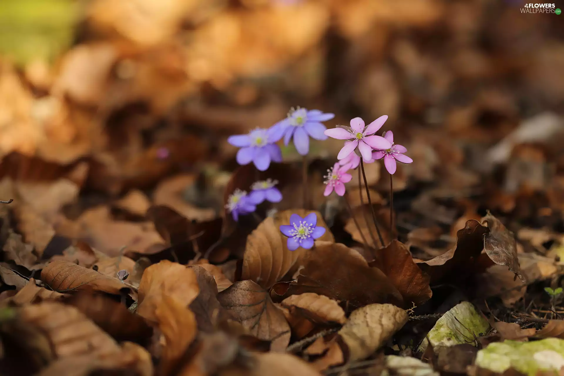 dry, Leaf, Liverworts, Flowers, Pink