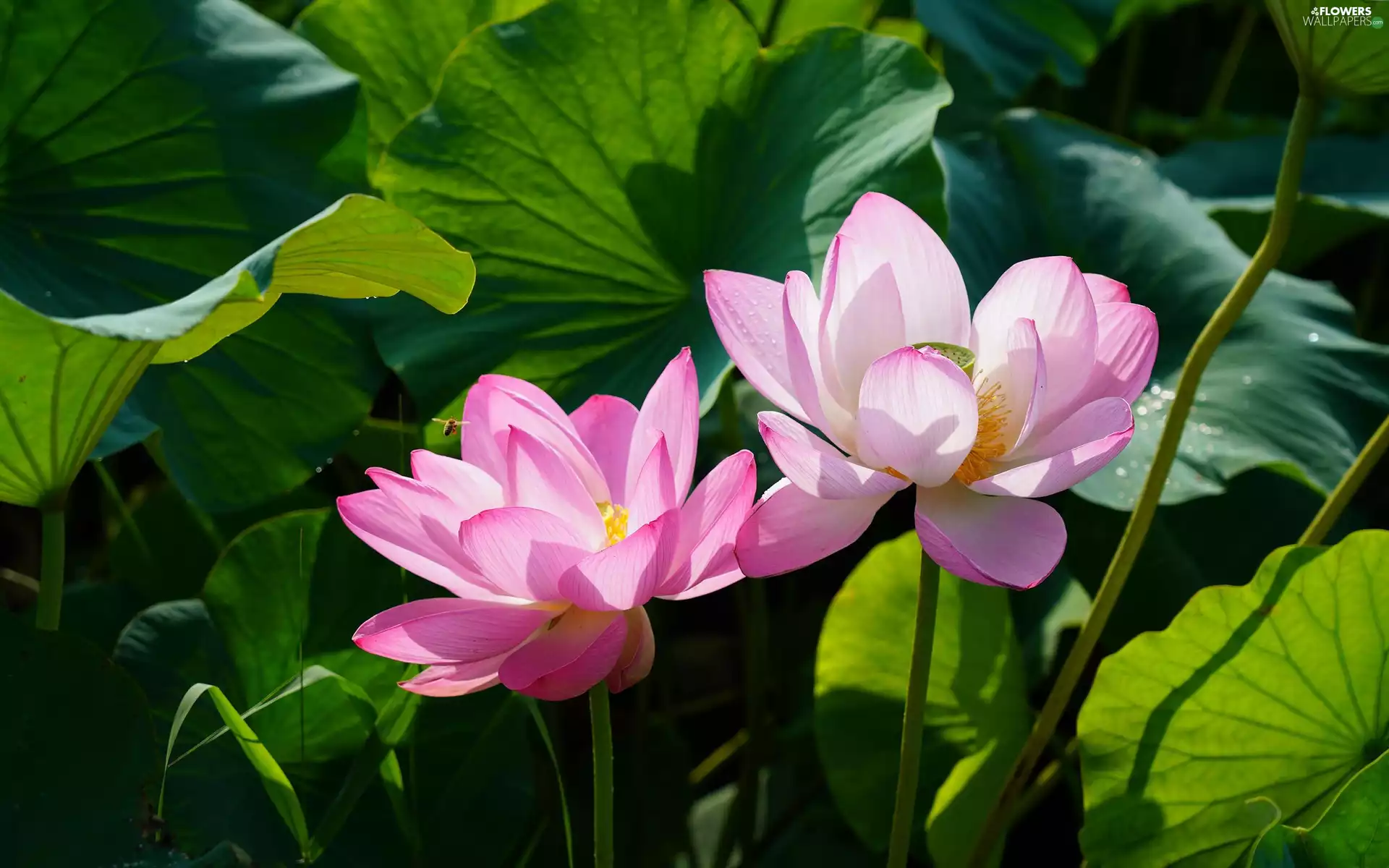 Leaf, Flowers, lotus