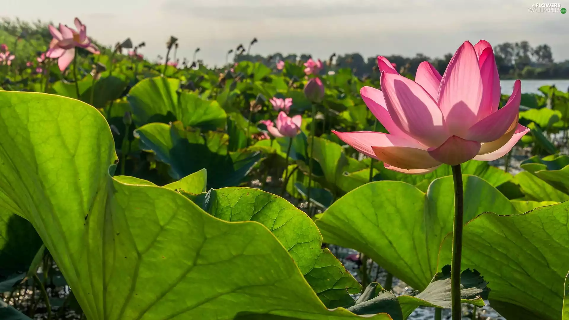 Leaf, Flowers, lotus