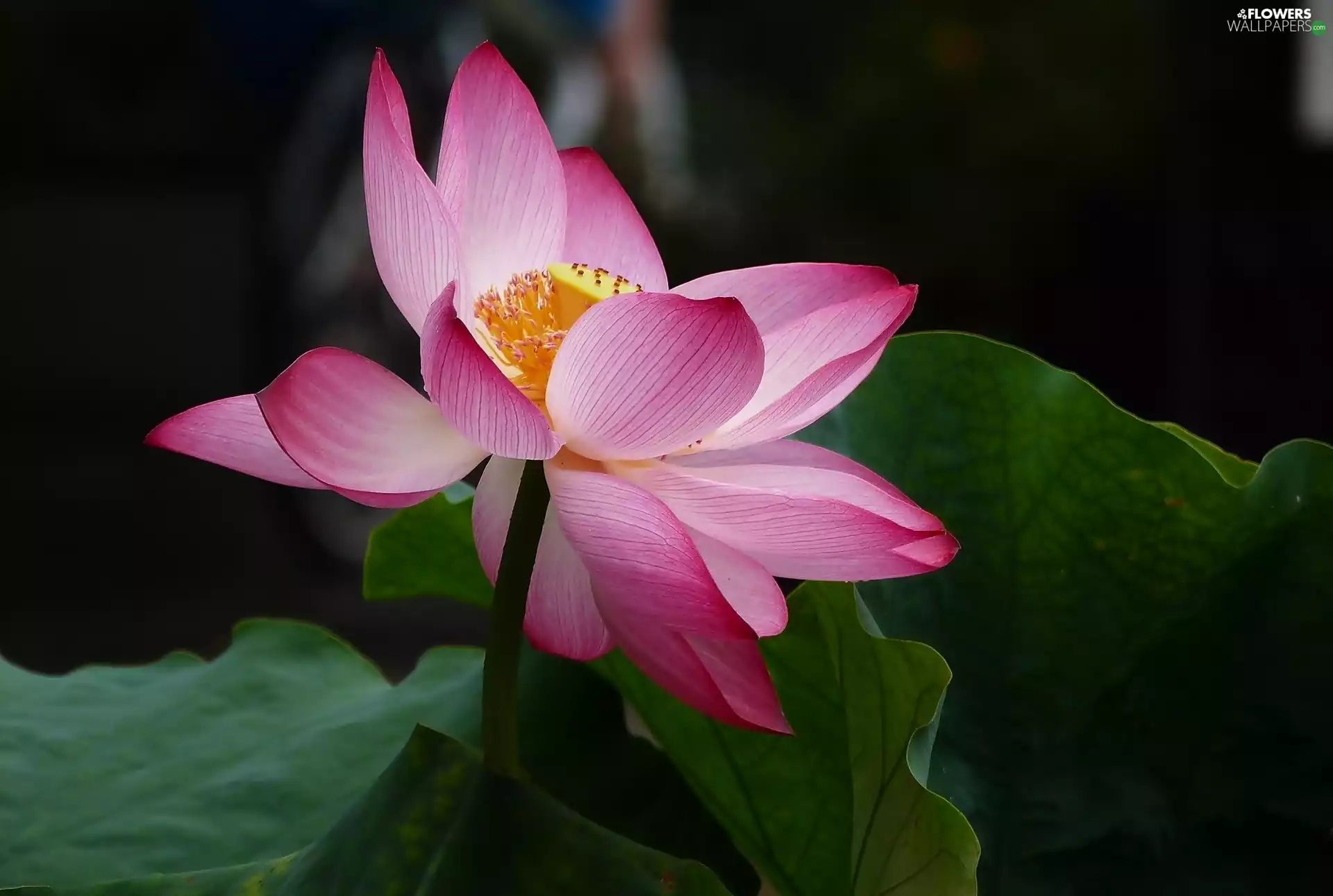 lotus, Colourfull Flowers, Leaf, bloom