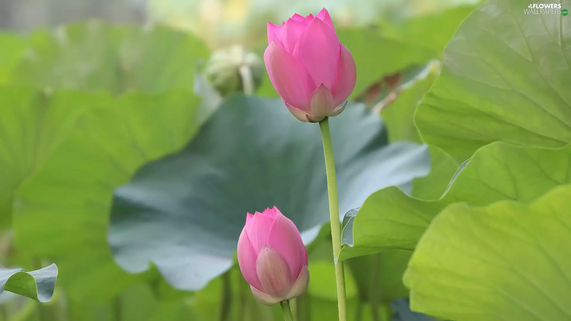 Buds, Leaf, lotuses, Pink, Flowers