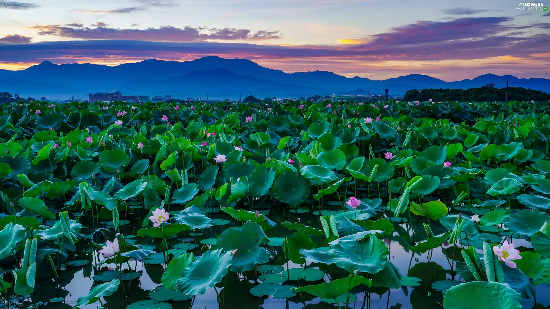 Leaf, Flowers, clouds, lotuses, Pond - car, Mountains, Great Sunsets