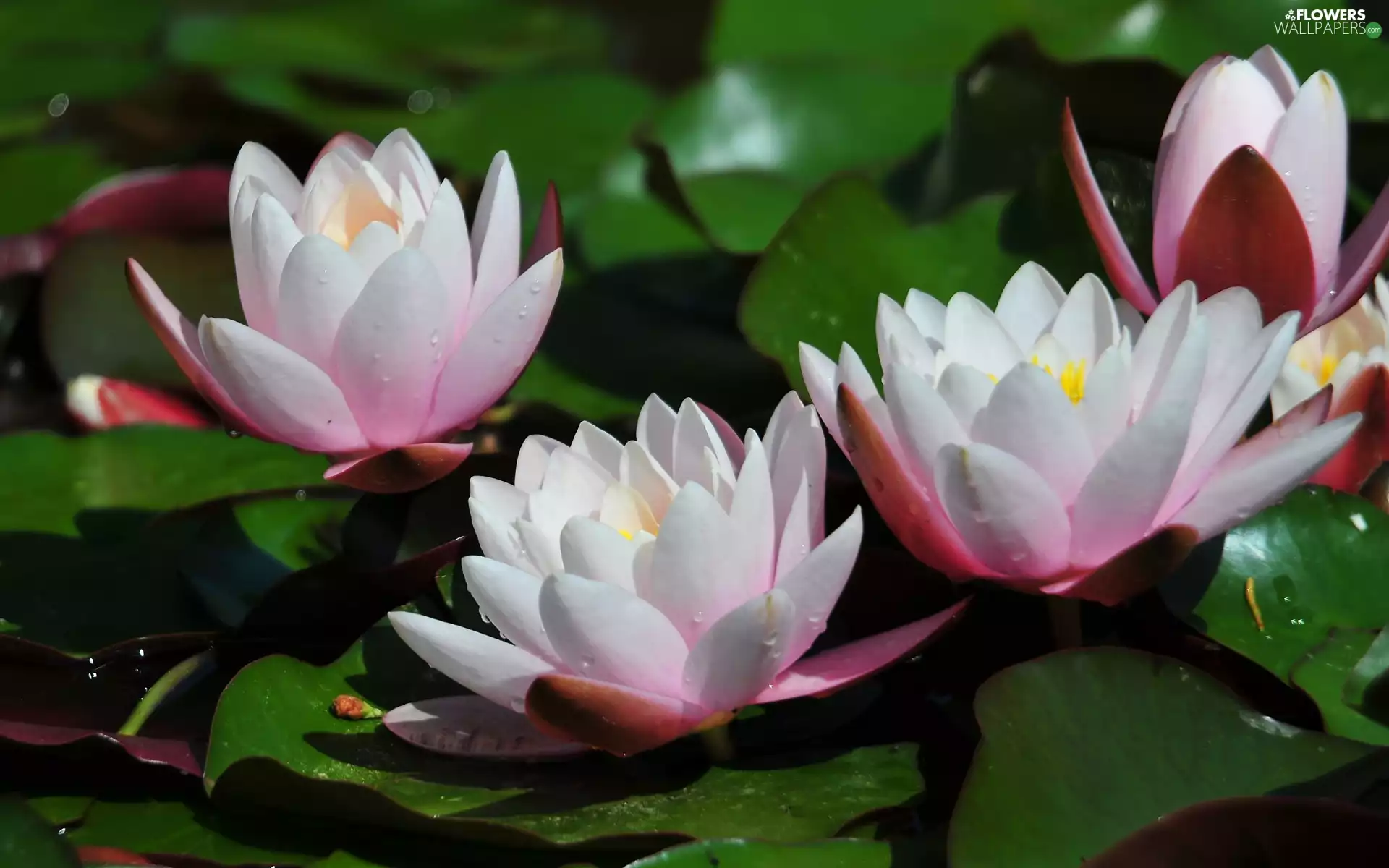 Nenufary, lilies, water, Leaf