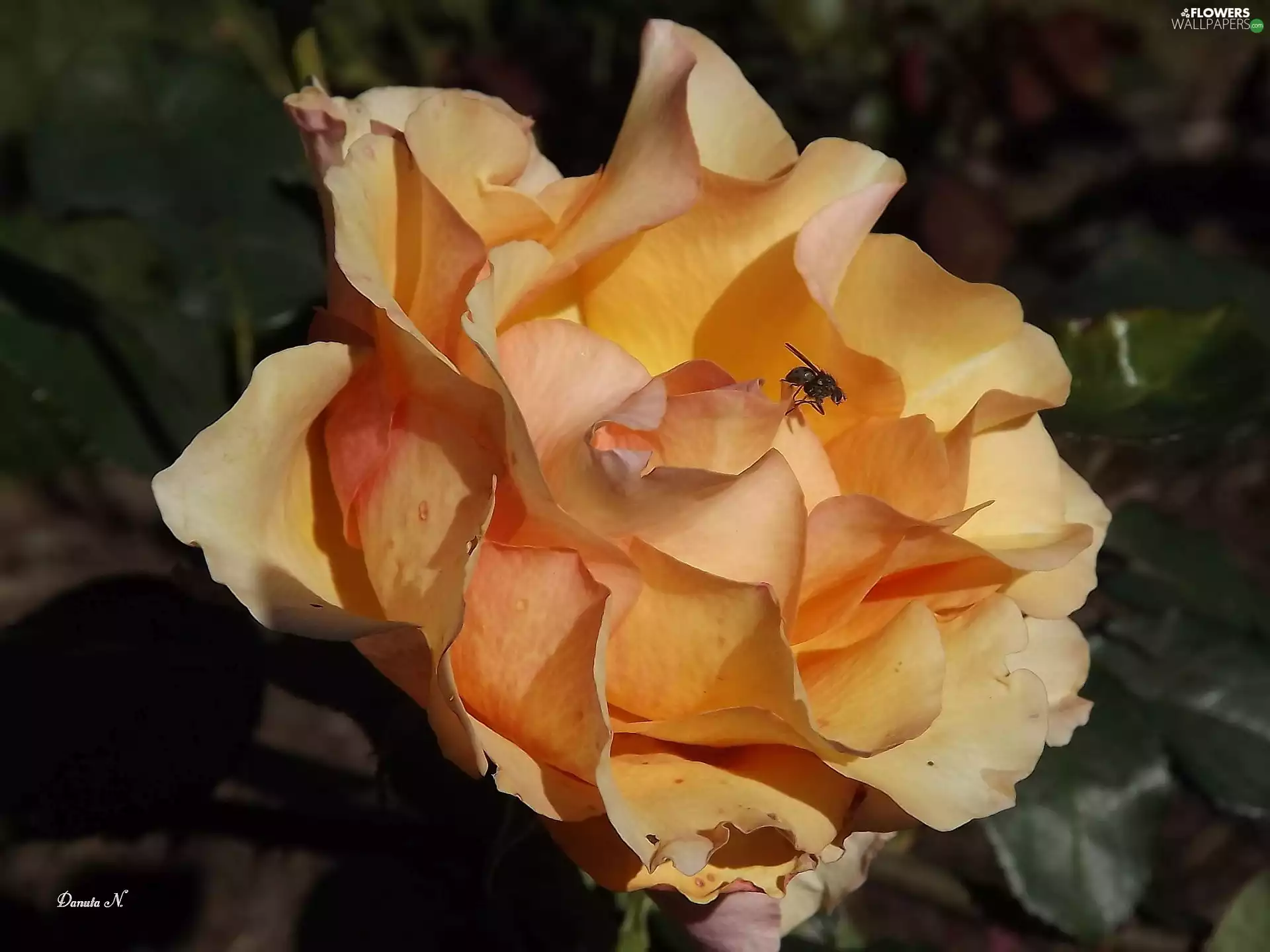 fly, Leaf, one, tea, rose