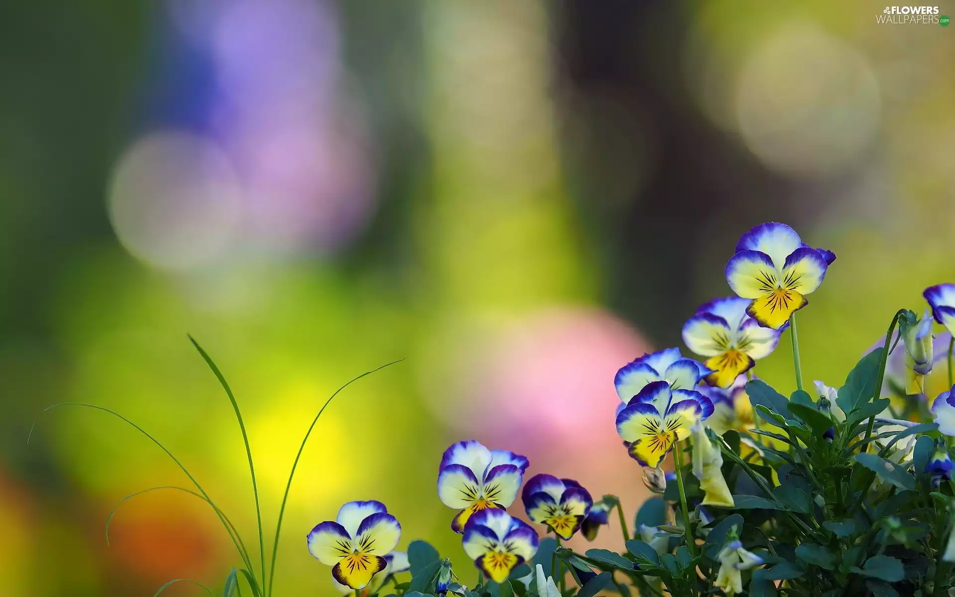 pansies, grass, background, Leaf