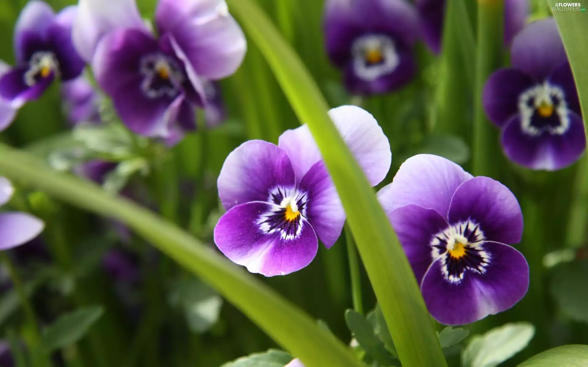 Leaf, Purple, pansies