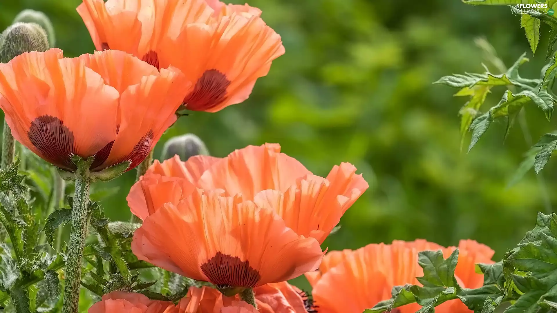 Leaf, Flowers, papavers
