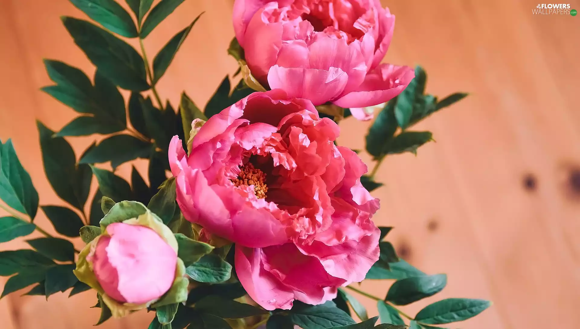 Leaf, Flowers, Peonies