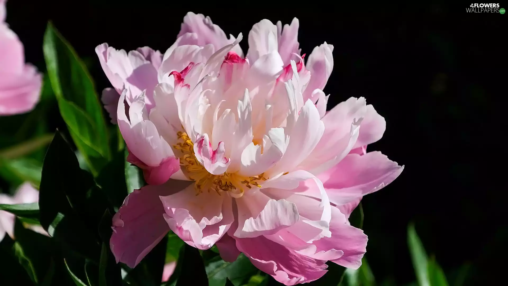 Leaf, Flowers, peony
