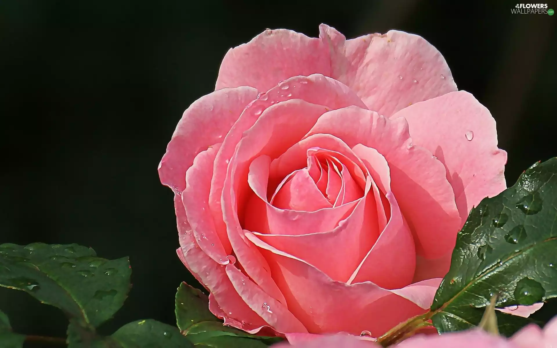 Pink, drops, Leaf, rose