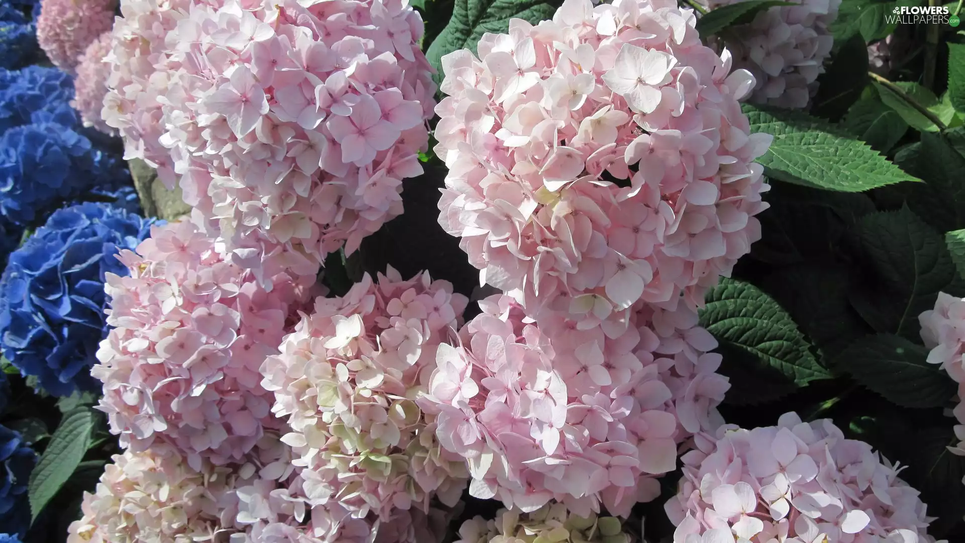 hydrangeas, Leaf, Pink, Blue, Flowers