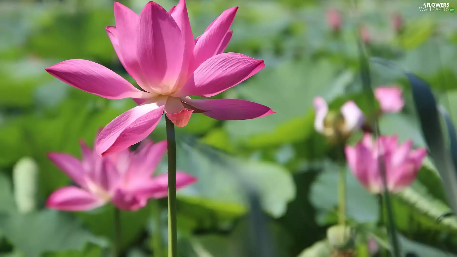 lotuses, Leaf, Pink, illuminated, Flowers