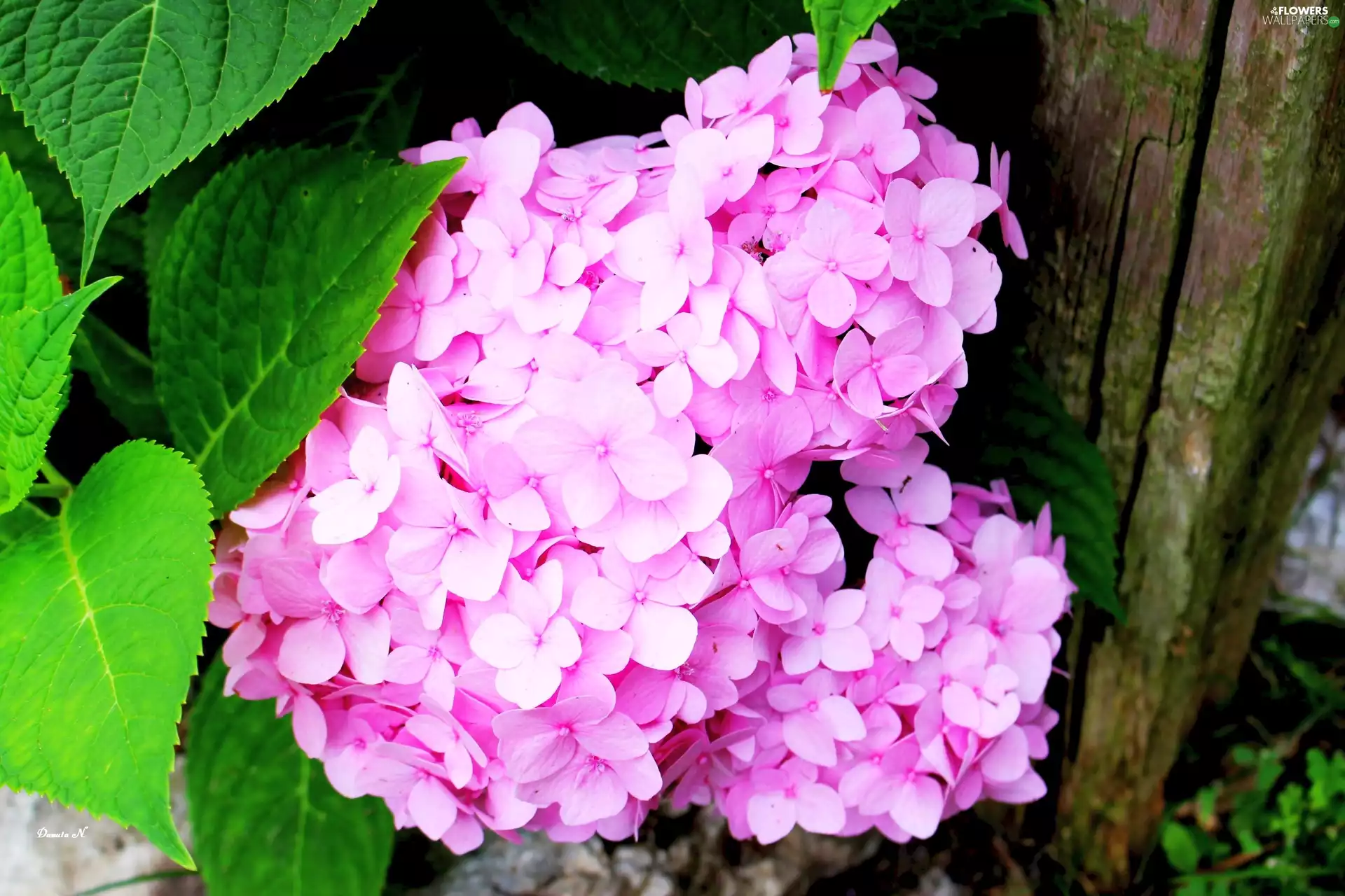 Leaf, hydrangea, Pink