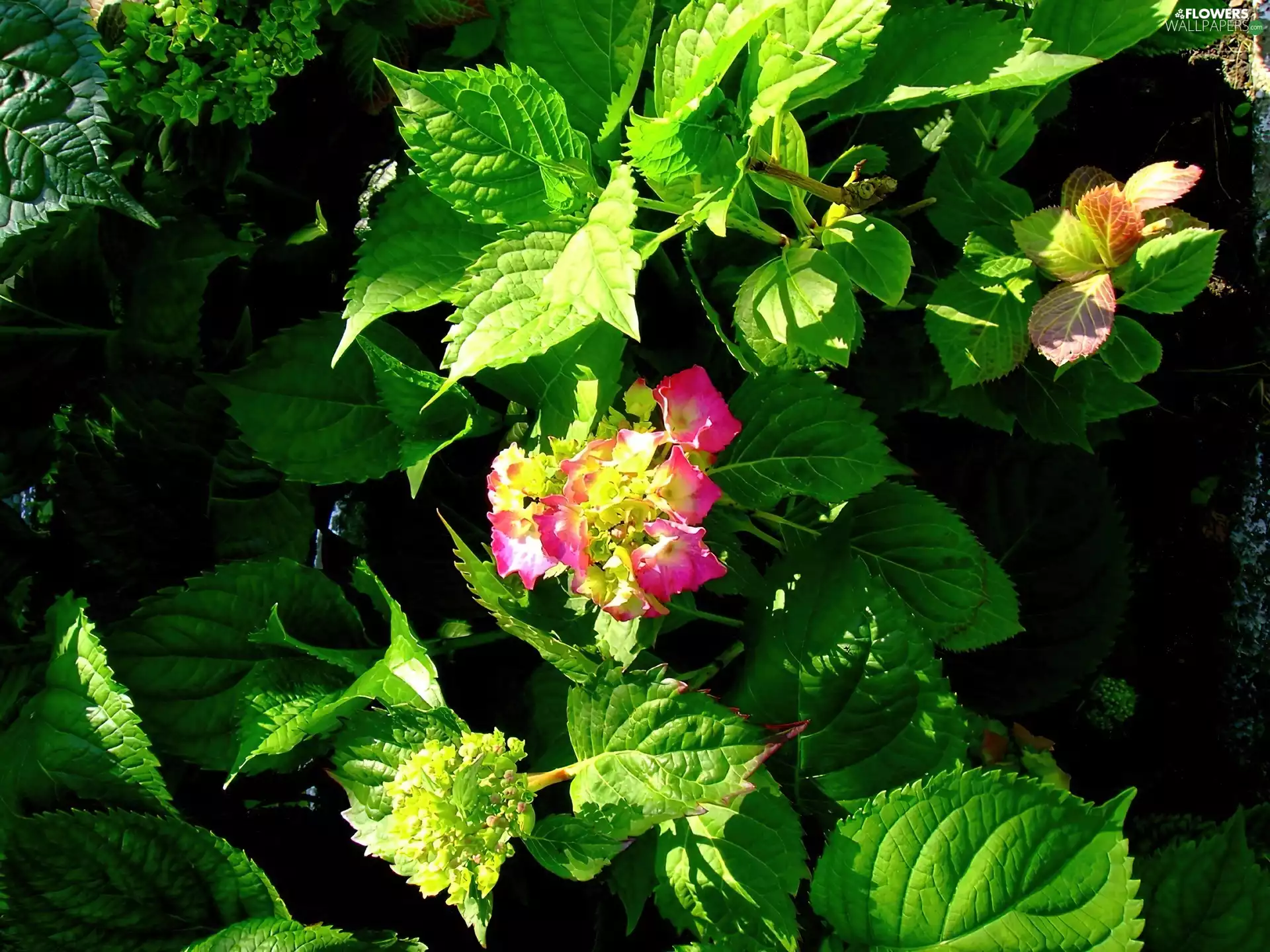 Leaf, hydrangea, Pink