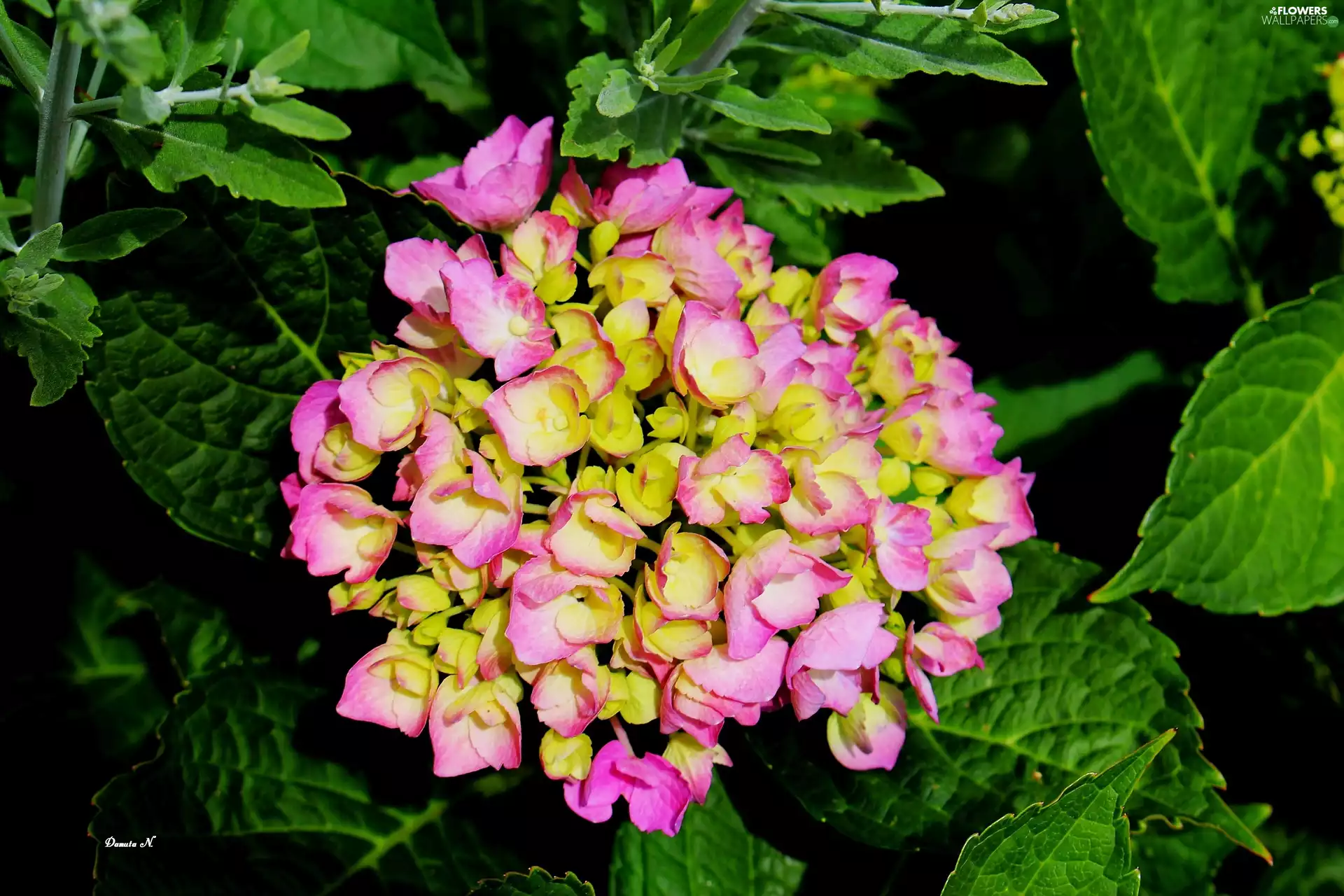 Leaf, hydrangea, Pink