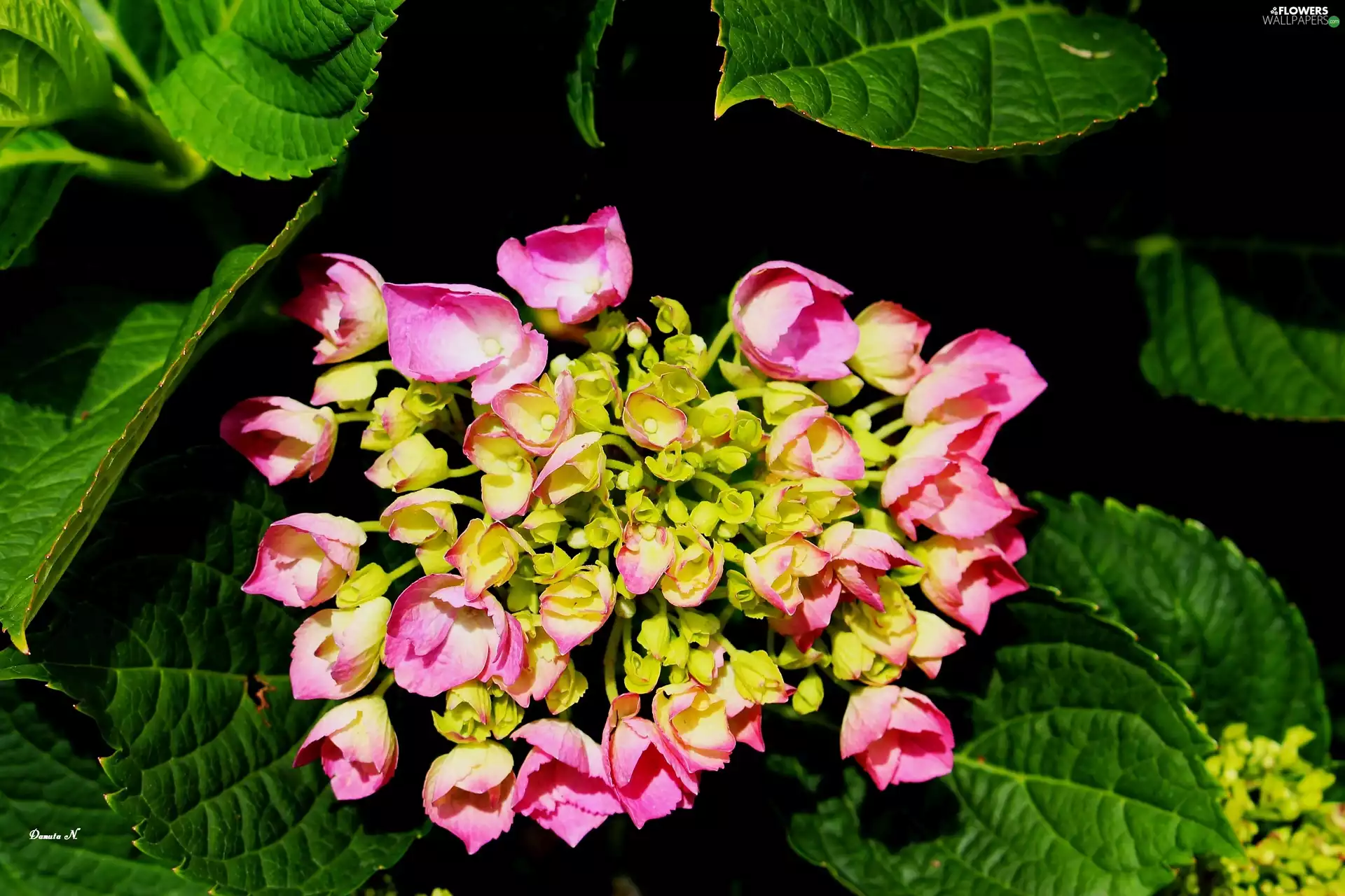 Leaf, hydrangea, Pink