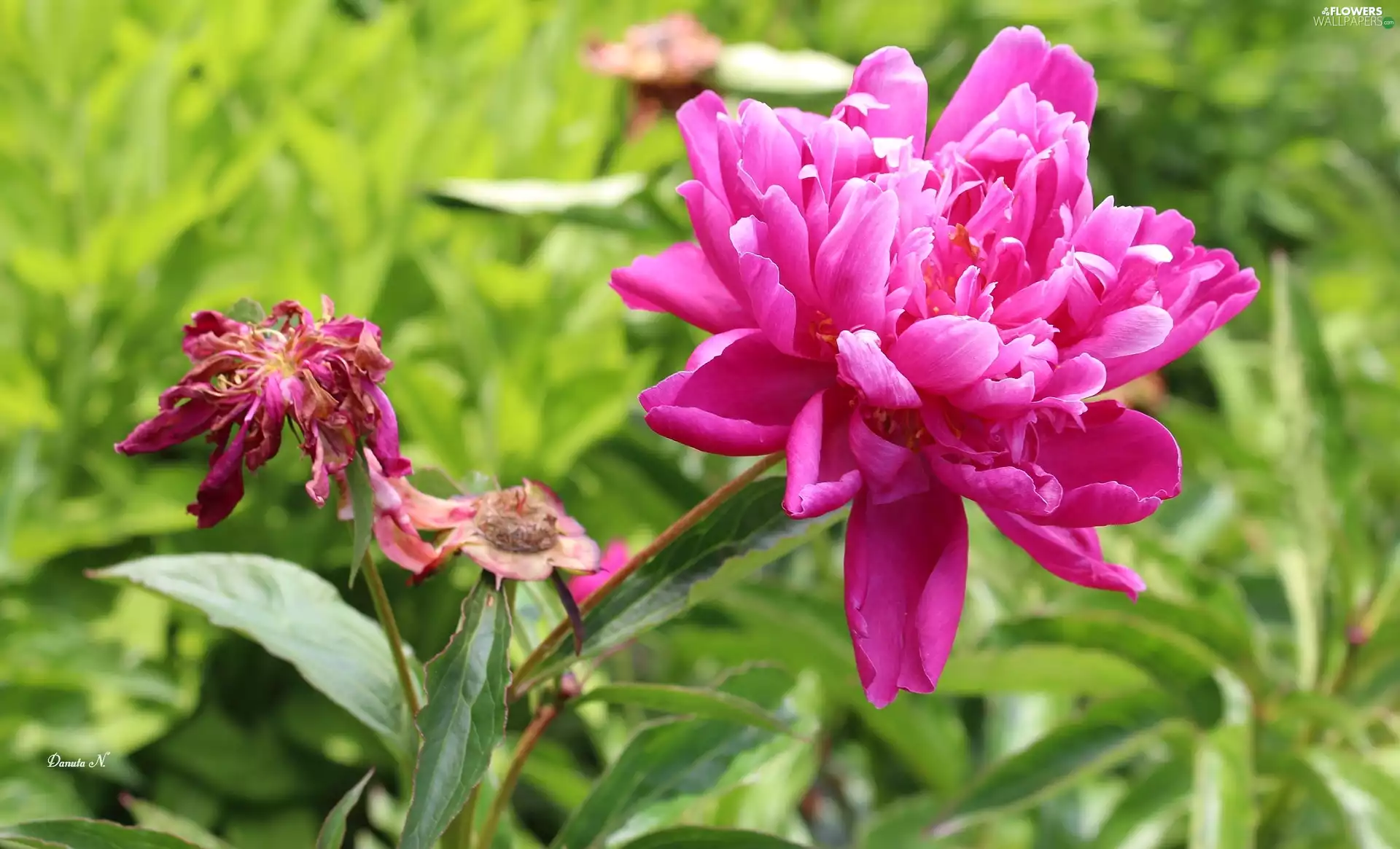 peony, Leaf, Pink, withered, peony