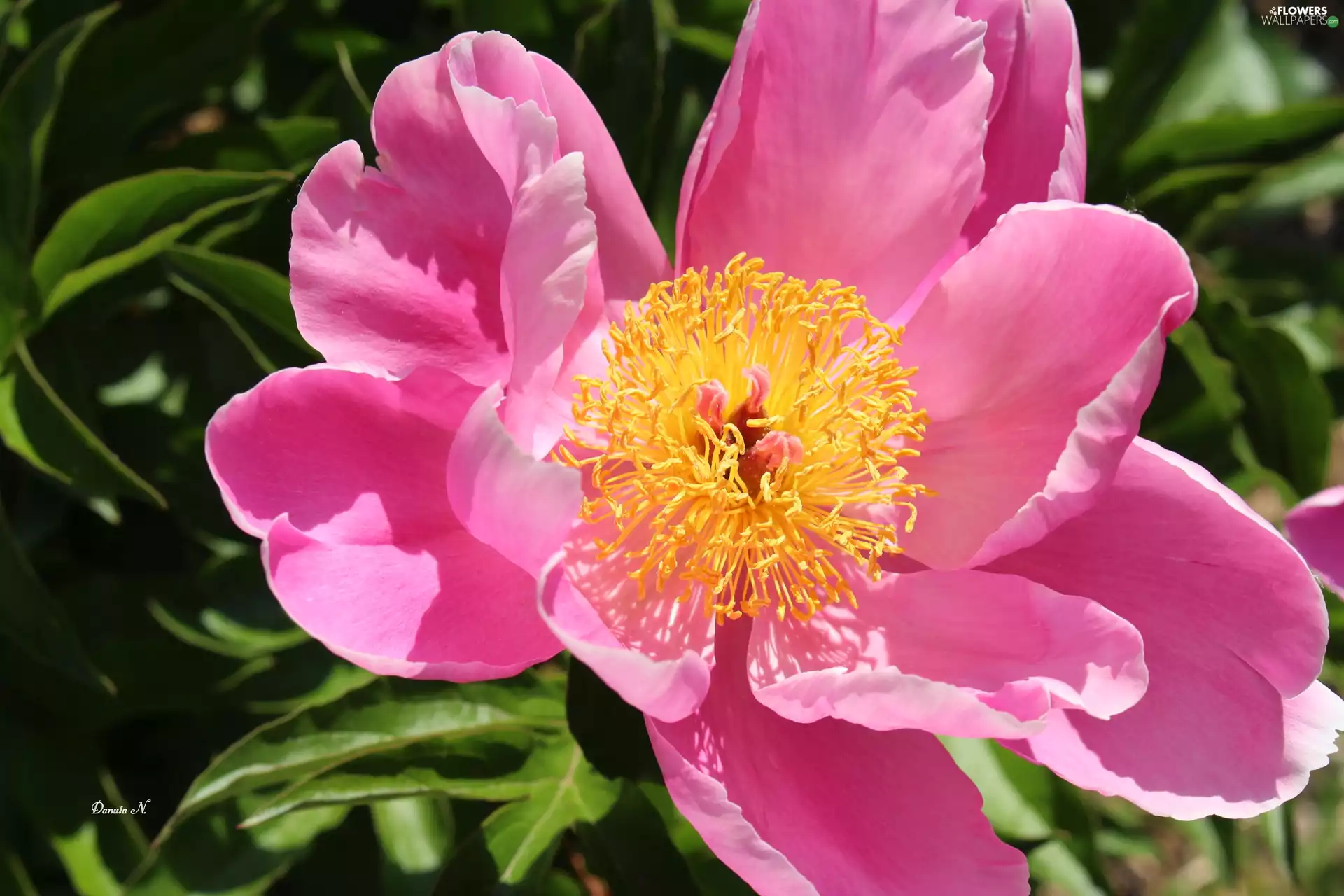 Leaf, peony, Pink