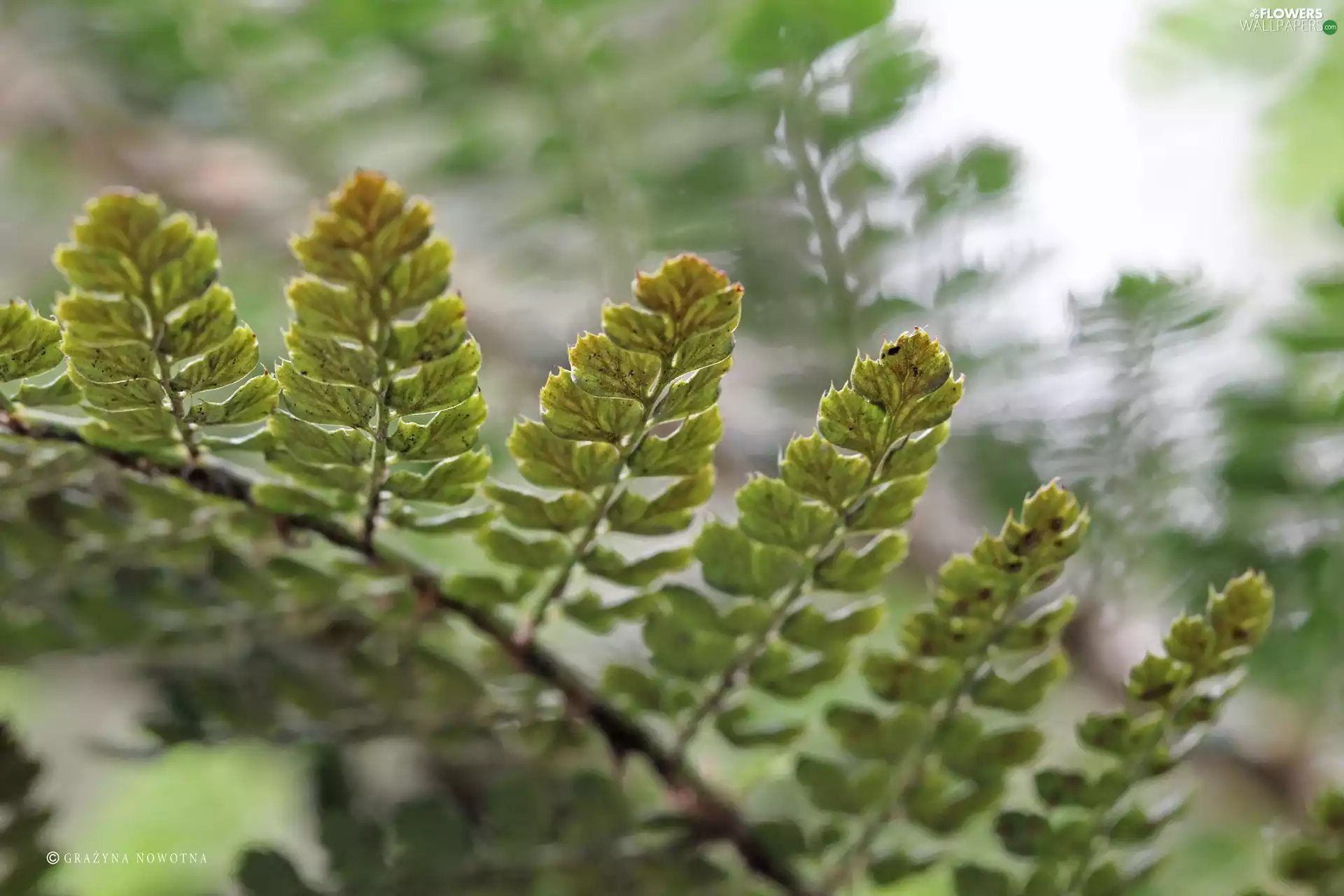 leaf, Fern, plant