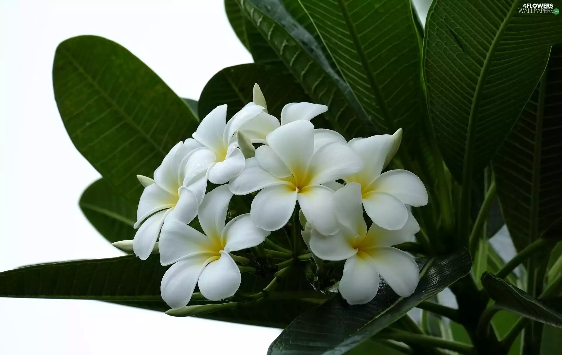 Leaf, White, Plumeria