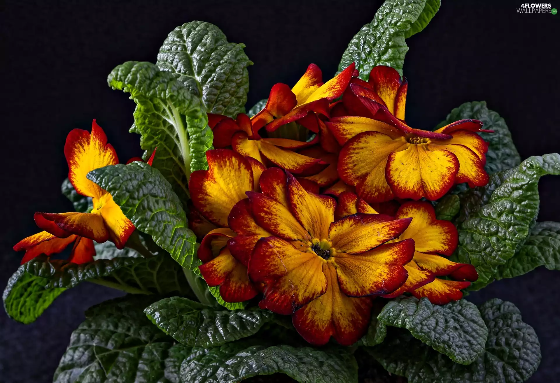 Leaf, Flowers, primrose