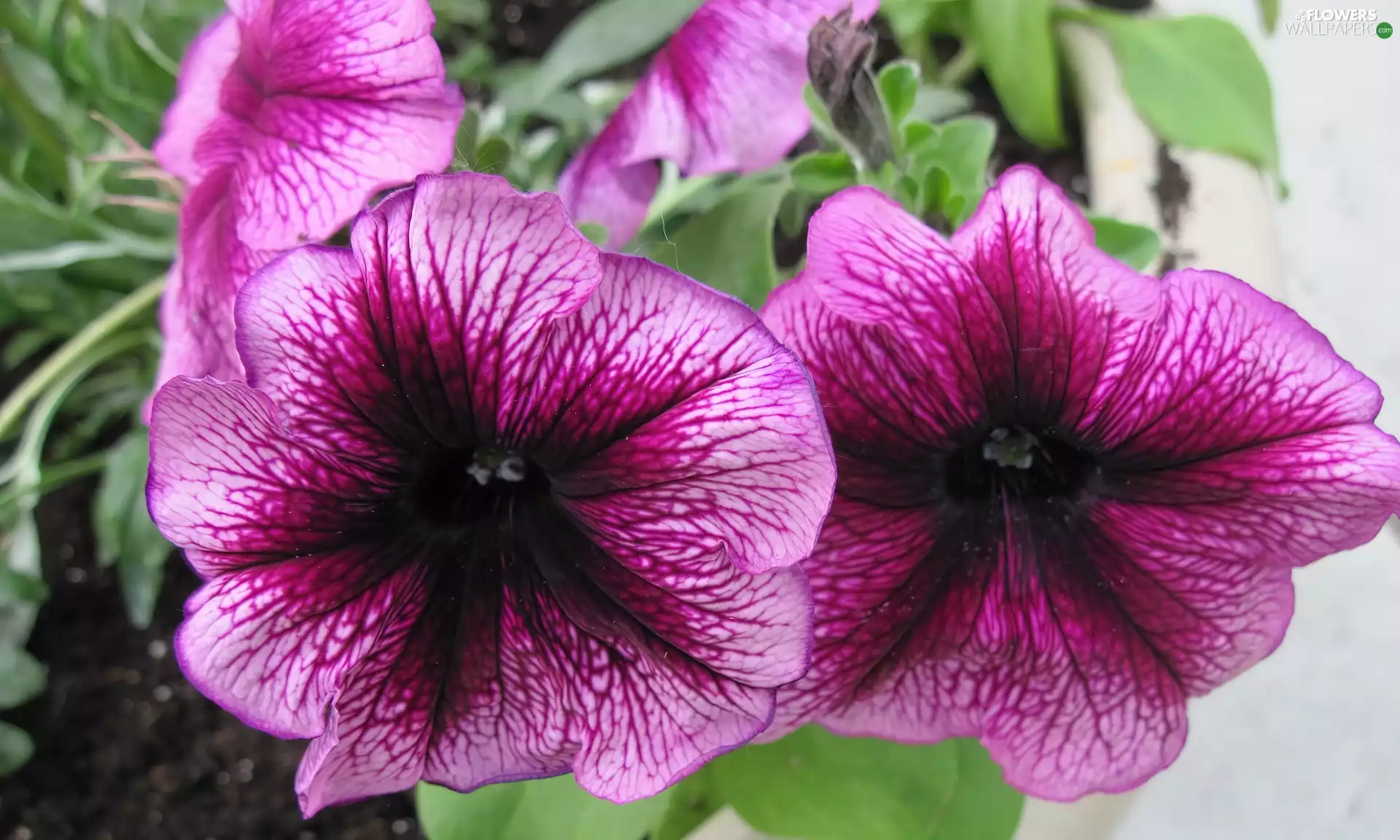Leaf, petunias, purple